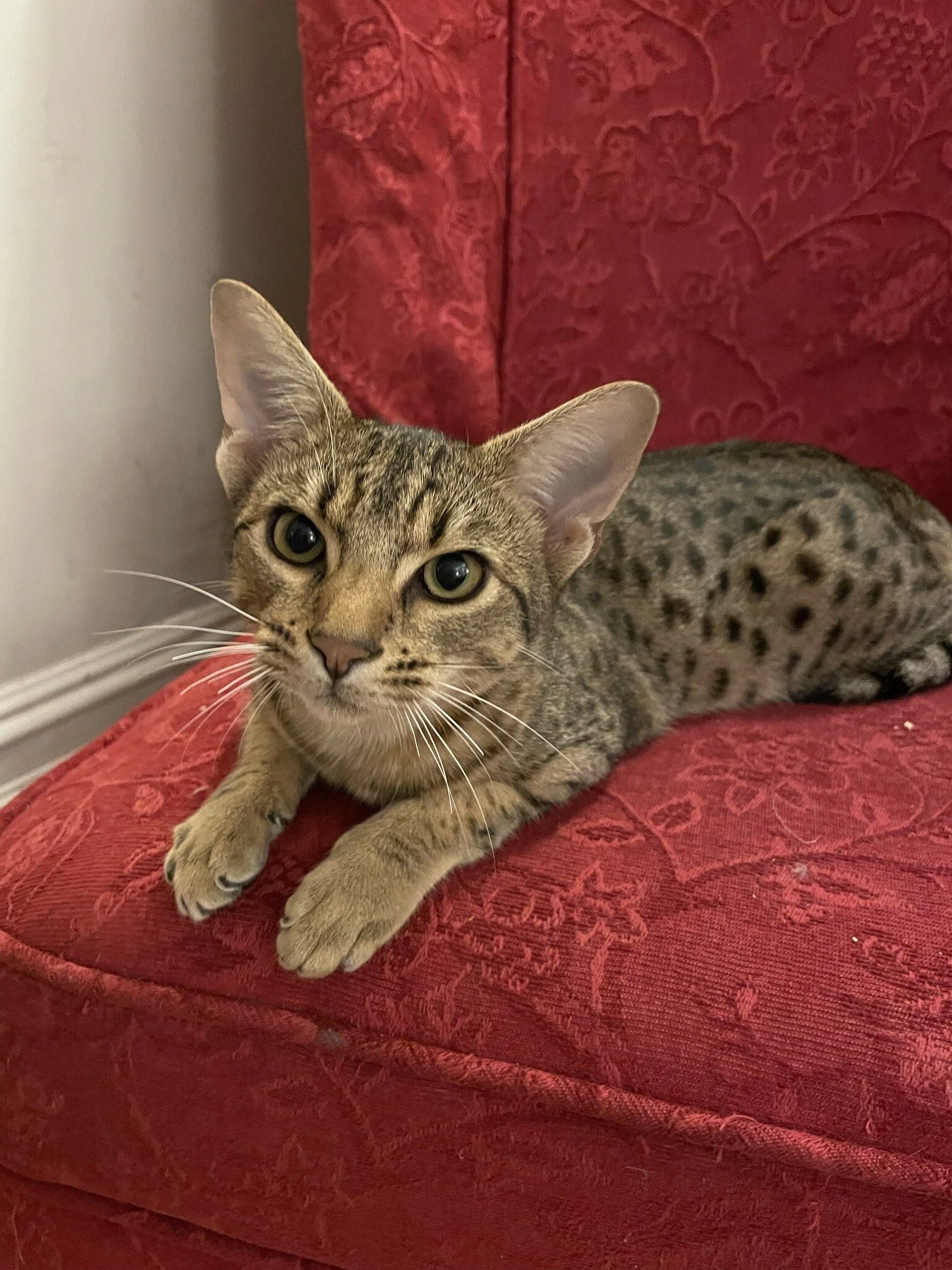 Beautiful whiskers tawny Ocicat boy