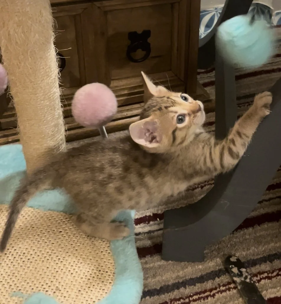 Chocolate Spotted Ocicat Kitten.JPG