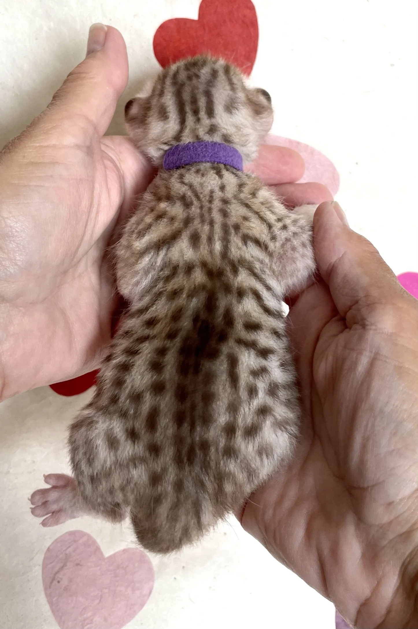 Chocolate Silver Ocicat Kitten Spine Spots.JPEG