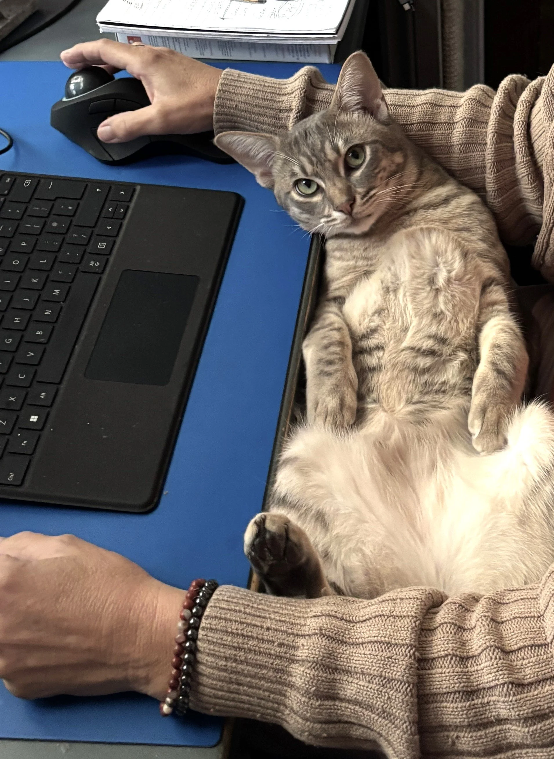 Gregorovitch Ocicat and Workmate.JPEG