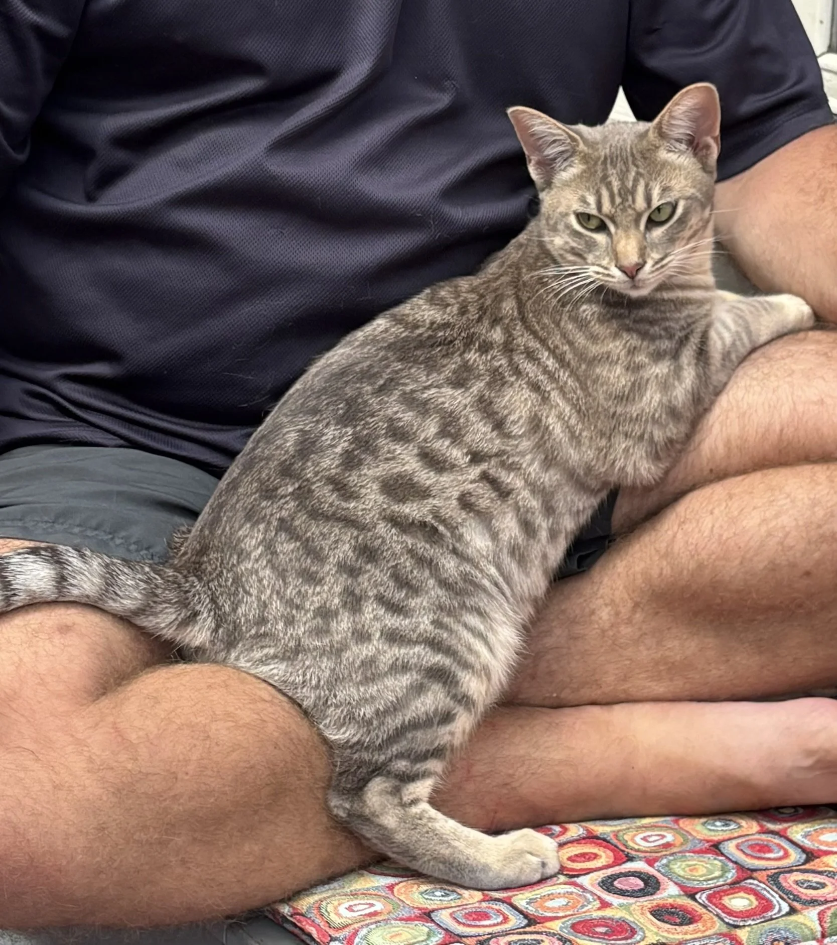 Blue Silver Ocicat St-Elmo Gregorovitch.JPEG