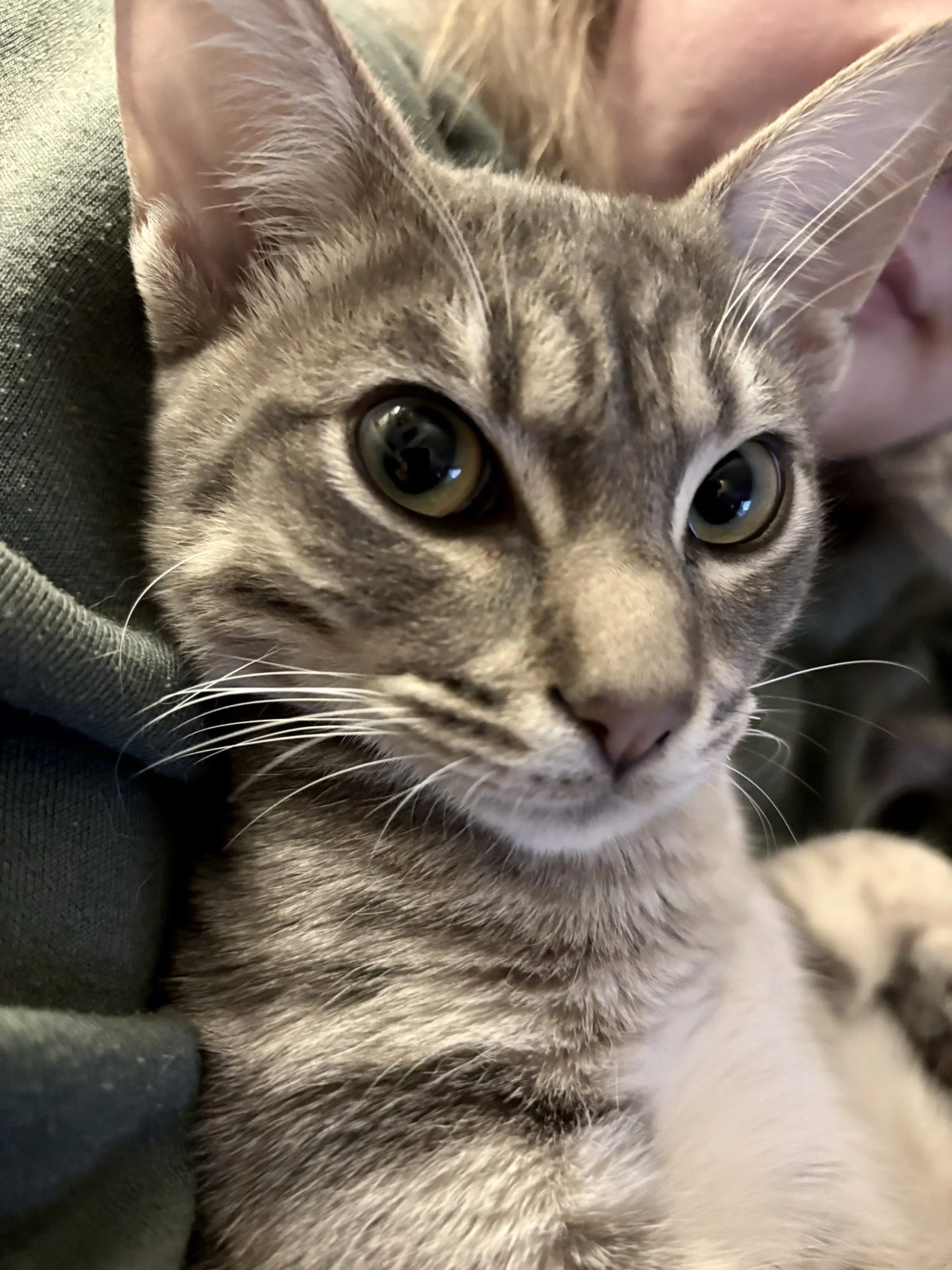 Characterful Ocicat Stud Boy Close Up.JPEG