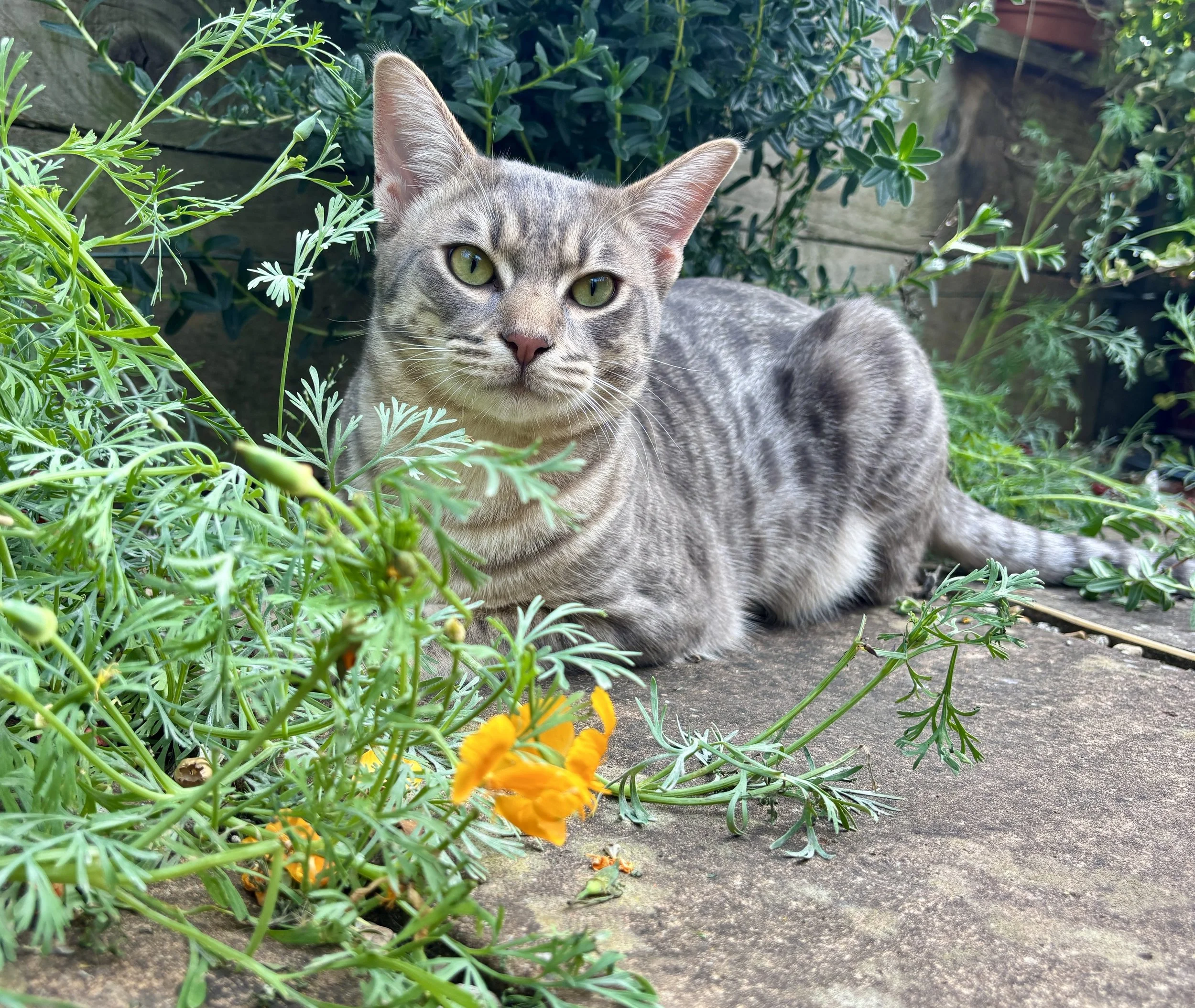 Greg Ocicat in the Garden.JPEG