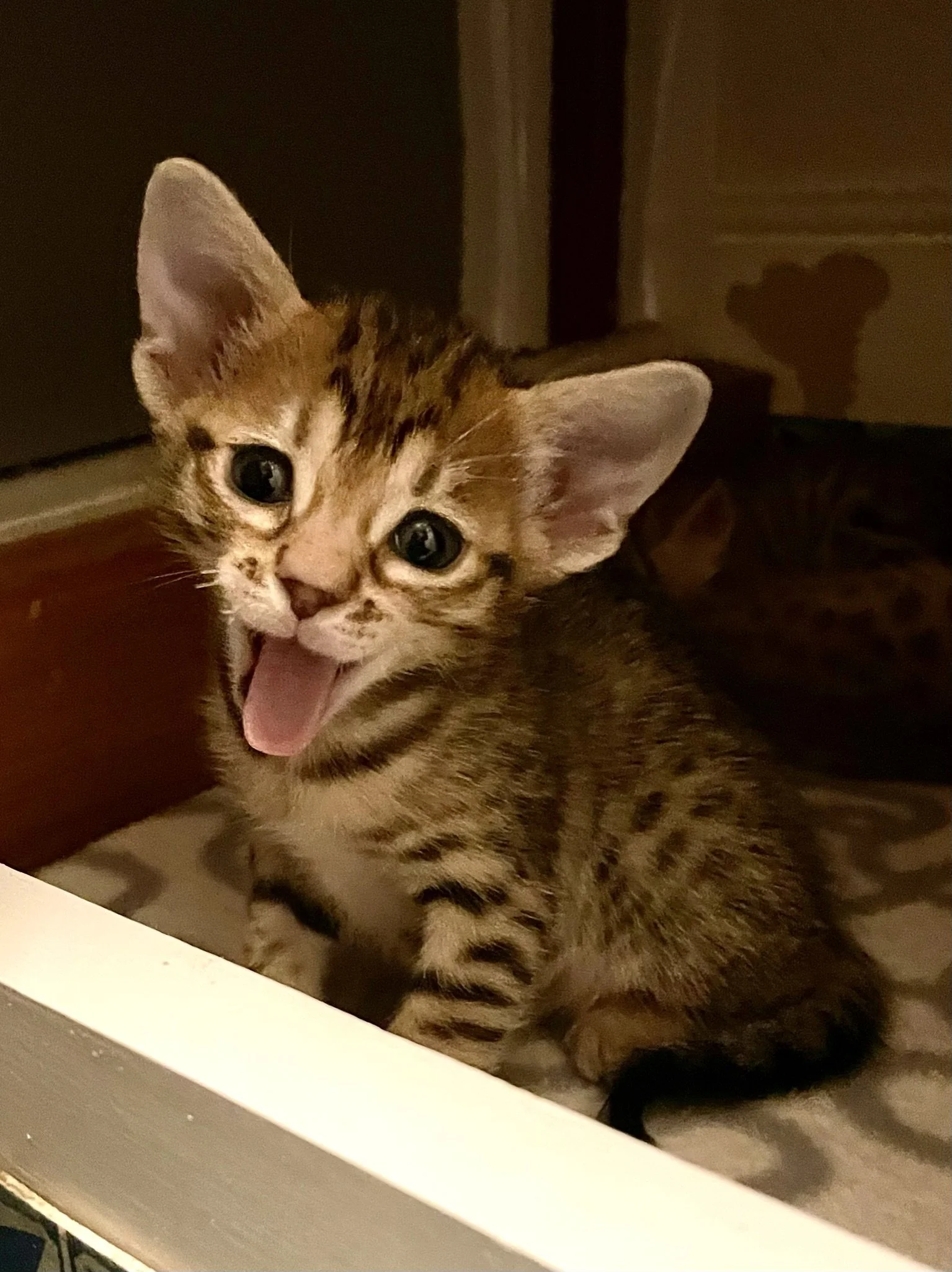 Yawning Tawny Ocicat Kitten 4 Weeks Old.JPEG