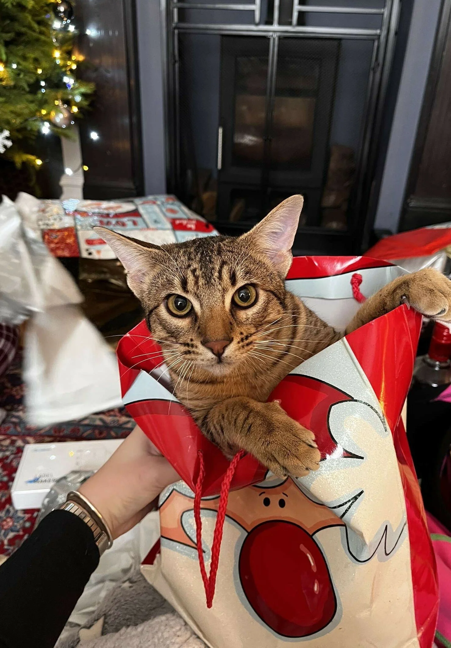 What a beautiful kitty Christmas present