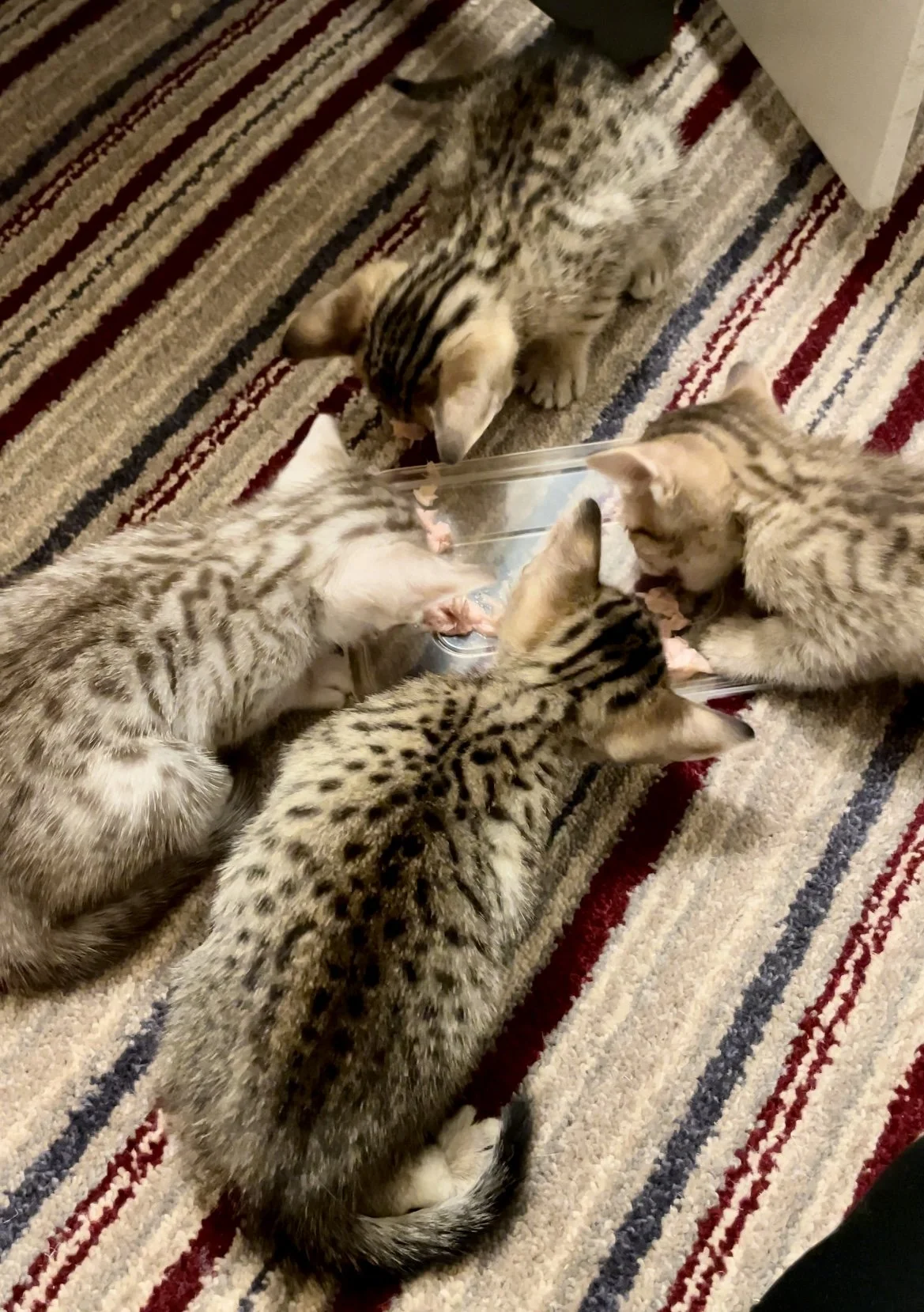 4 Ocicat Kittens Chocolate-Tawny-Silver.JPG