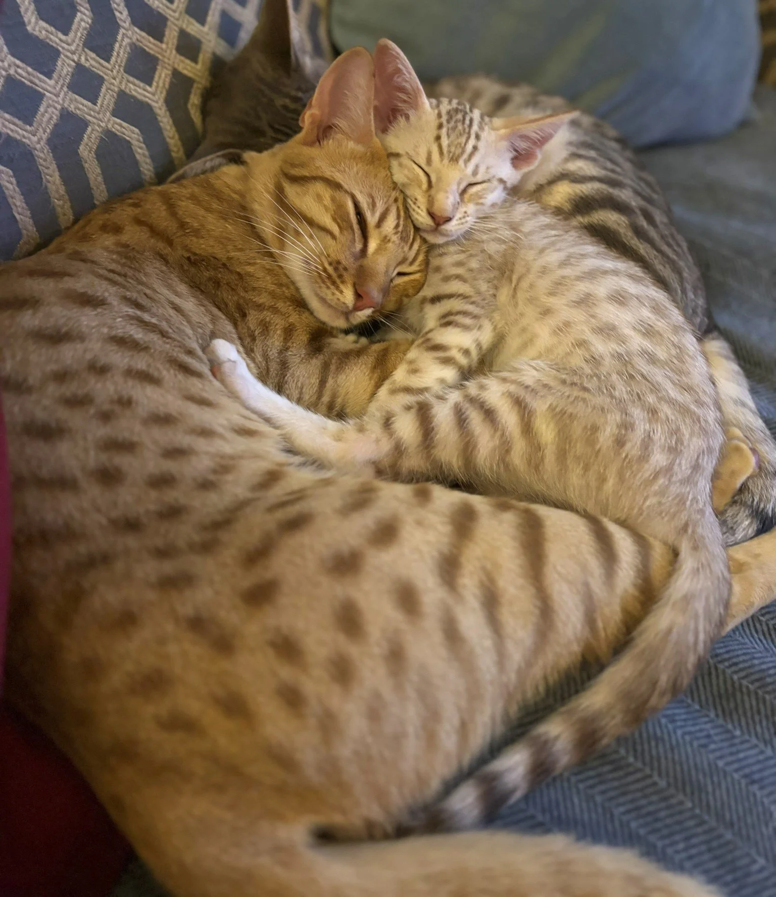 Cinnamon Ocicat with Chocolate silver kitten.JPEG