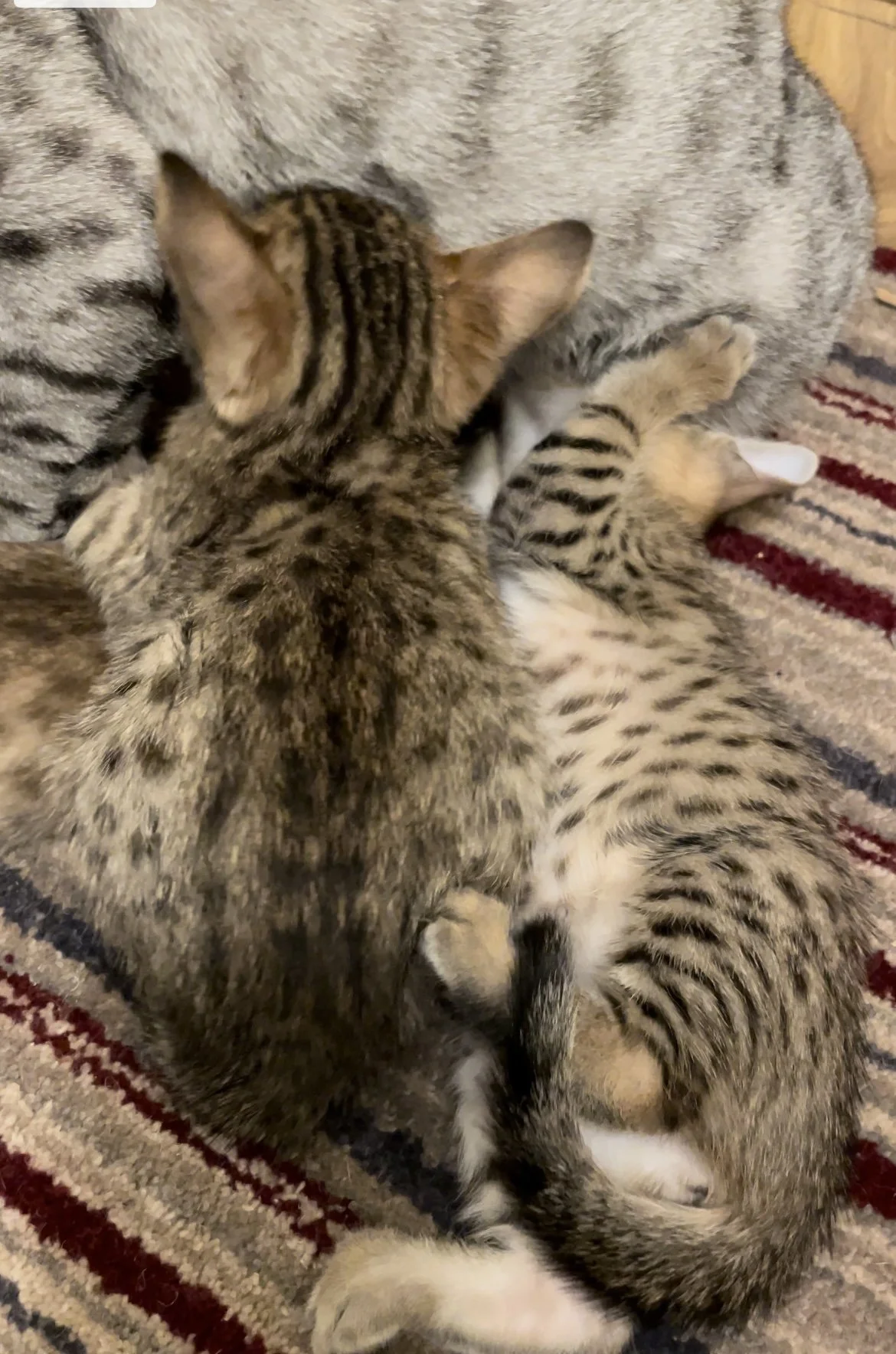 2 Tawny Spotted Ocicat Kittens 5 Weeks Old.JPG