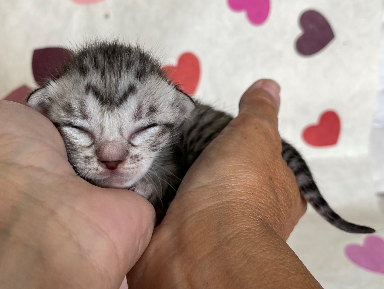 Black Silver Spotted Ocicat Kitten.JPEG