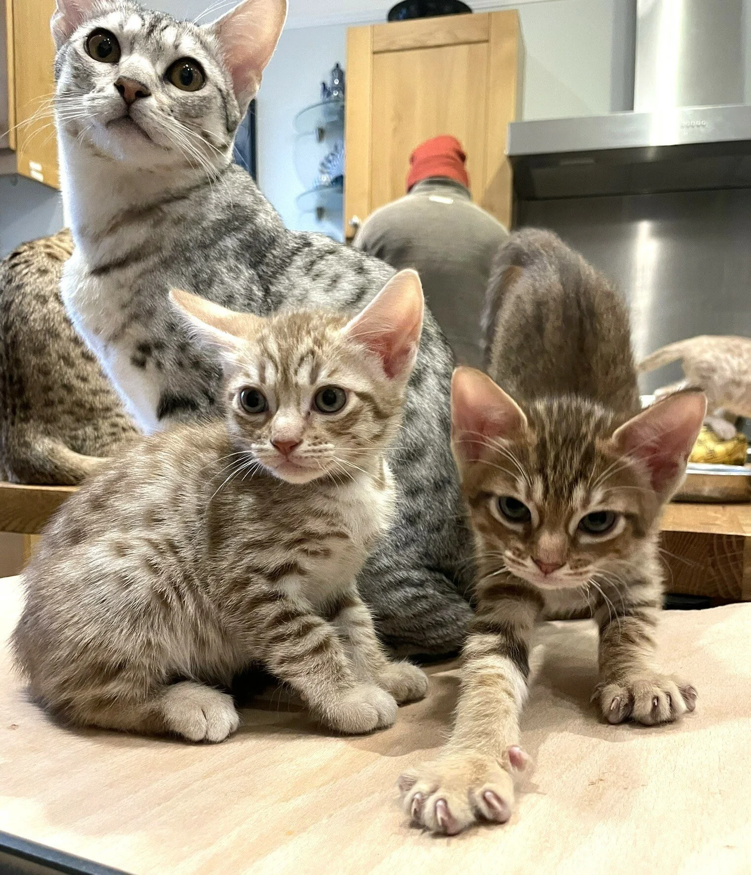 Cuthbert and Reginald Cute Kittens.JPEG