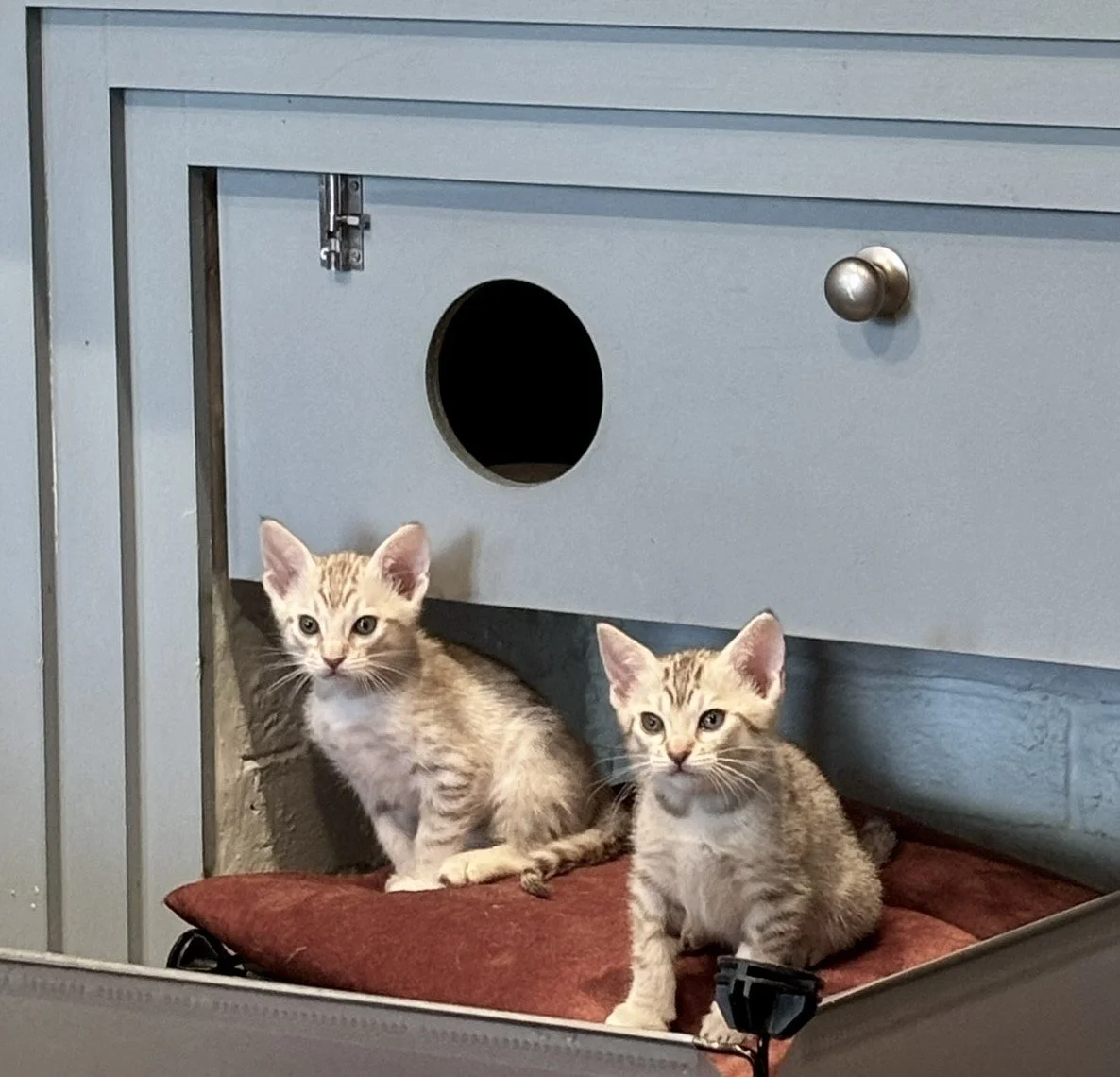 Ocicat look outs.JPEG