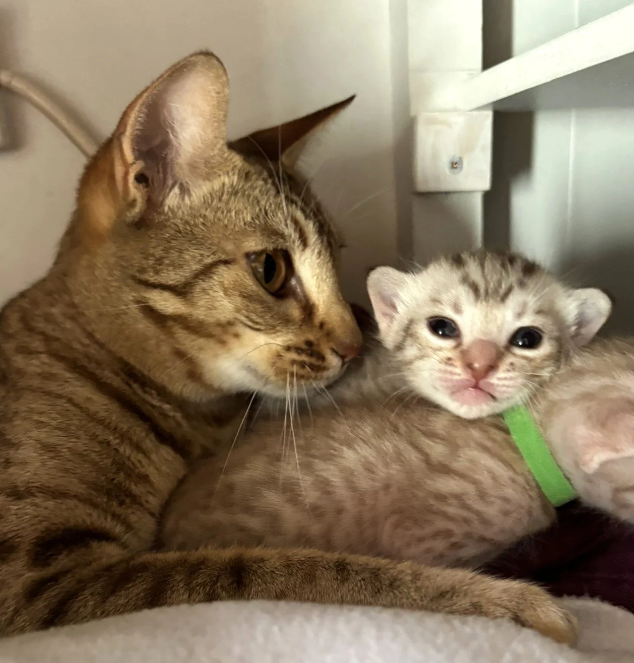 Fleur and her Ocicat kitten.JPEG