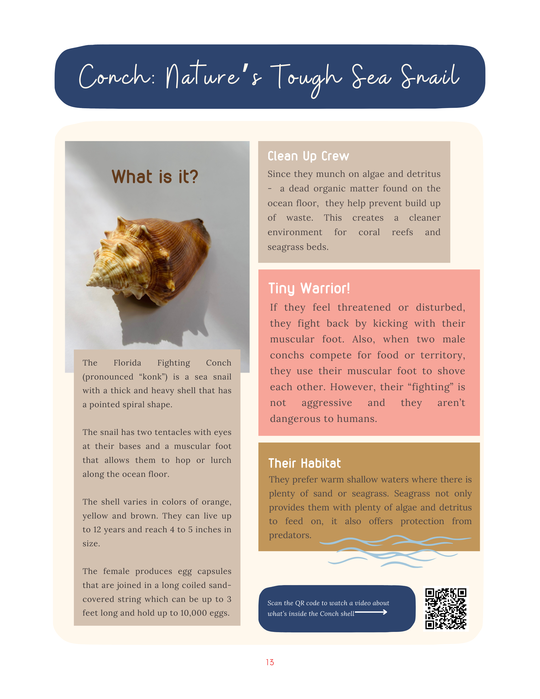 Seashell Science Exploring the Wonders of Shells (3).png