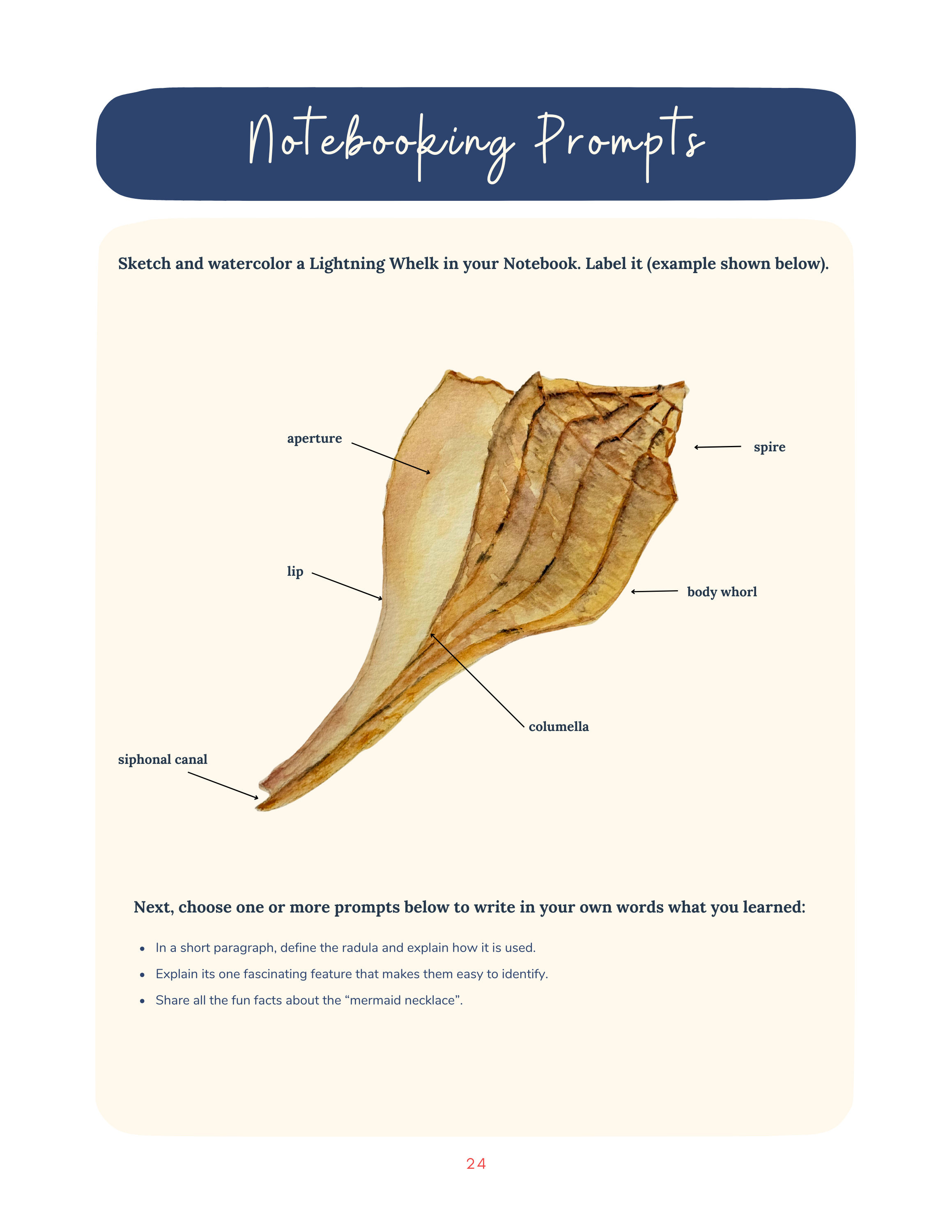 Seashell Science Exploring the Wonders of Shells (5).png