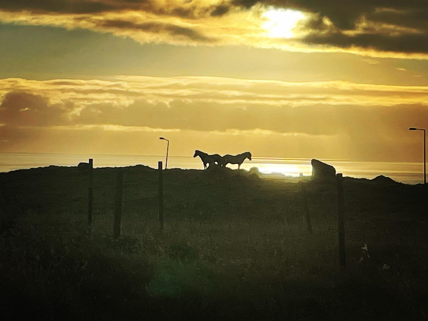 Beautiful sunny morning here today #sunrise #faroeislands #horses