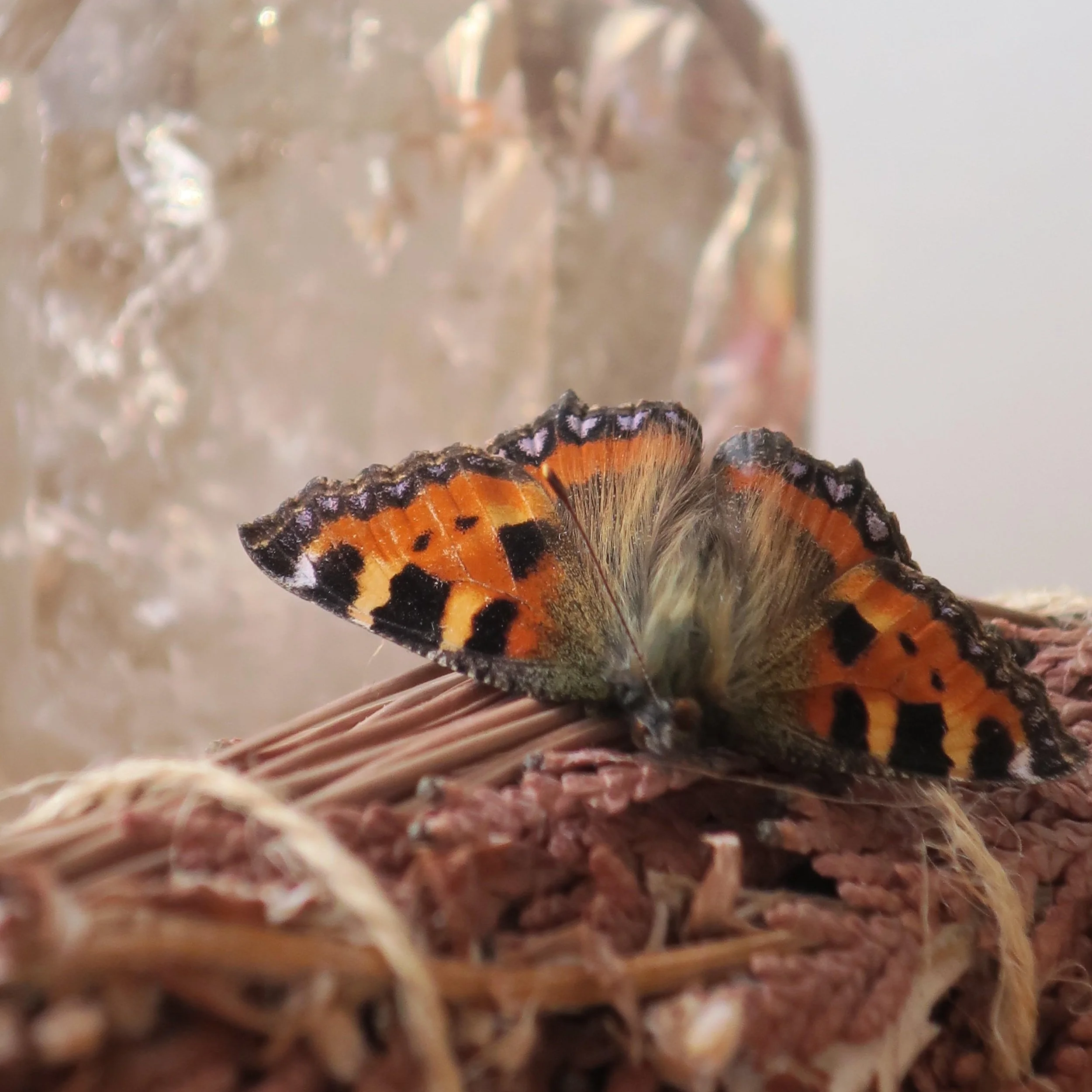 Close-up of a red admiral butterfly resting on a smudgestick indoors with a smokey quartz in the background.
