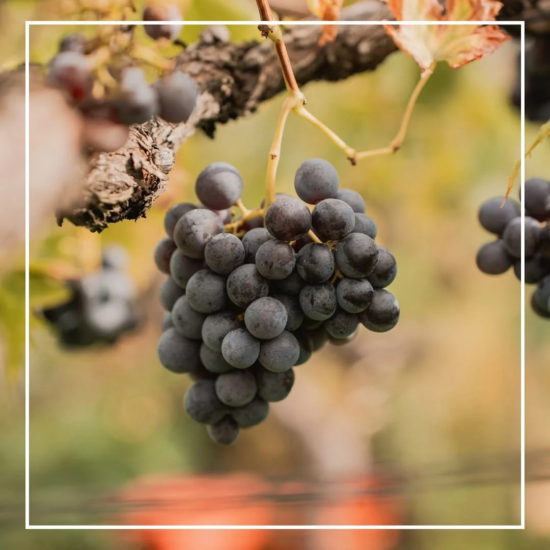 Die Erntezeit ist eine besondere Zeit. Mit Sorgfalt und Leidenschaft das ganze Jahr über gepflegt, werden die Vernatschtrauben von unserem kleinen Weinberg behutsam von Hand gelesen – oder wie wir in Südtirol sagen: "gewimmt"