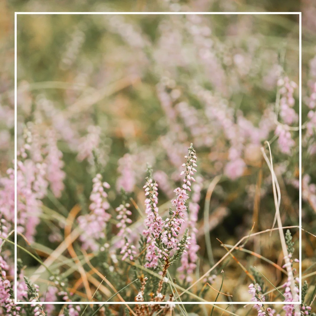Erika, die Boten des Spätsommers & Herbstes. Der Sommer hat sich allmählich verabschiedet, die Temperaturen werden kühler, die Luft wird klarer und das Wandern noch schöner. Was jedoch genauso gemütlich bleibt wie bisher,