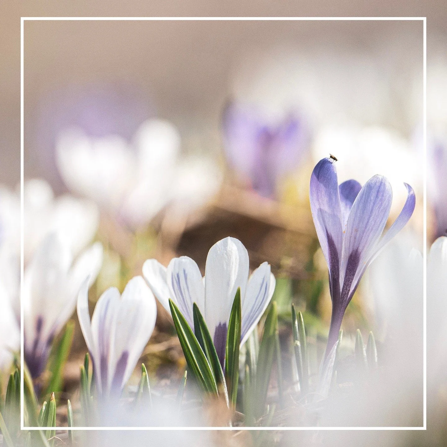 Allmählich erwacht der Frühling auch in den höheren Lagen: zarte Alpen-Krokusse verwandeln Bergwiesen in ein bezauberndes Blütenmeer, grüne Wälder, Vogelgezwitscher und viel Sonnenschein begleiten uns bei Wanderungen.✨