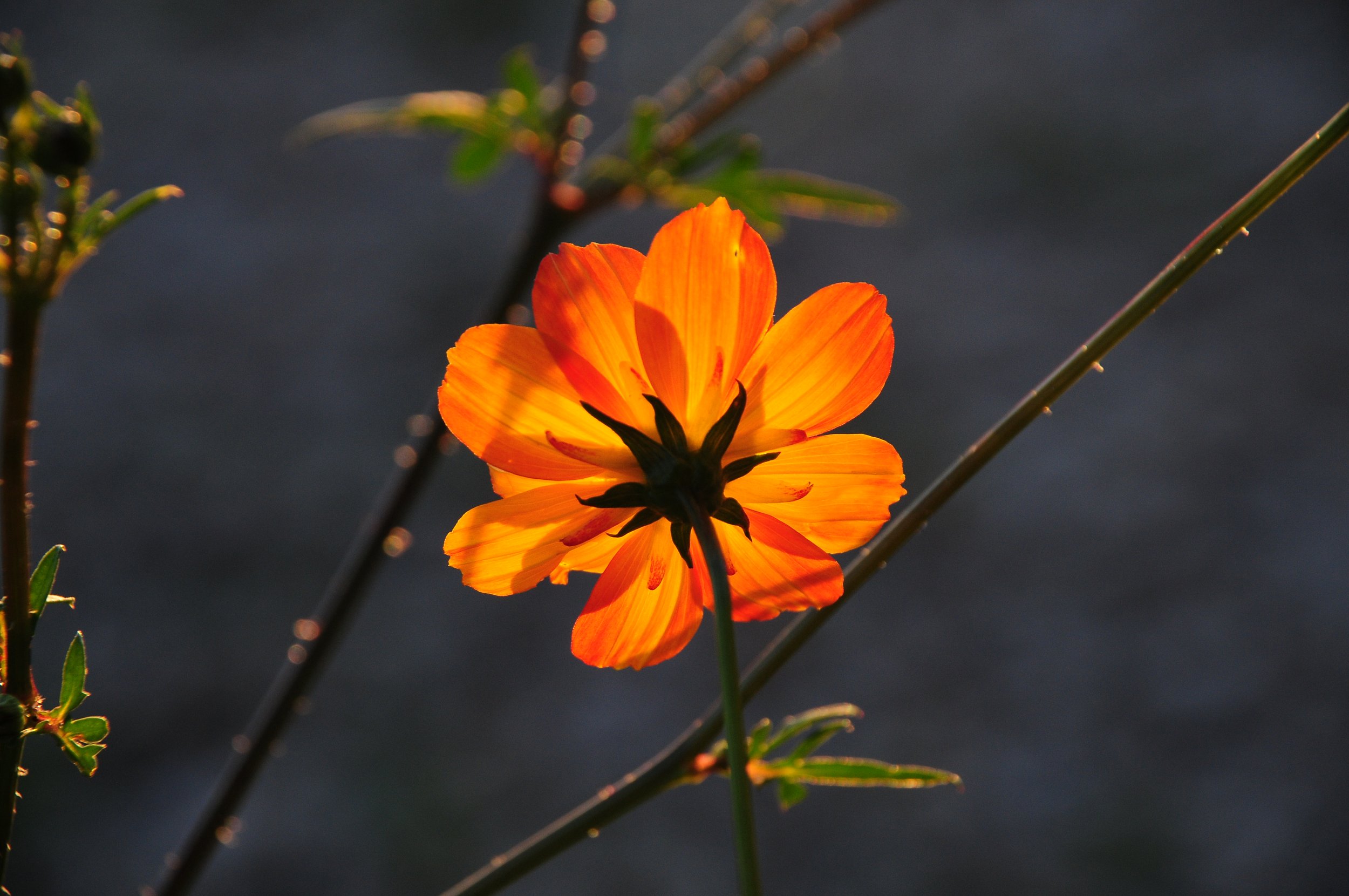 Orange Cosmos.jpg