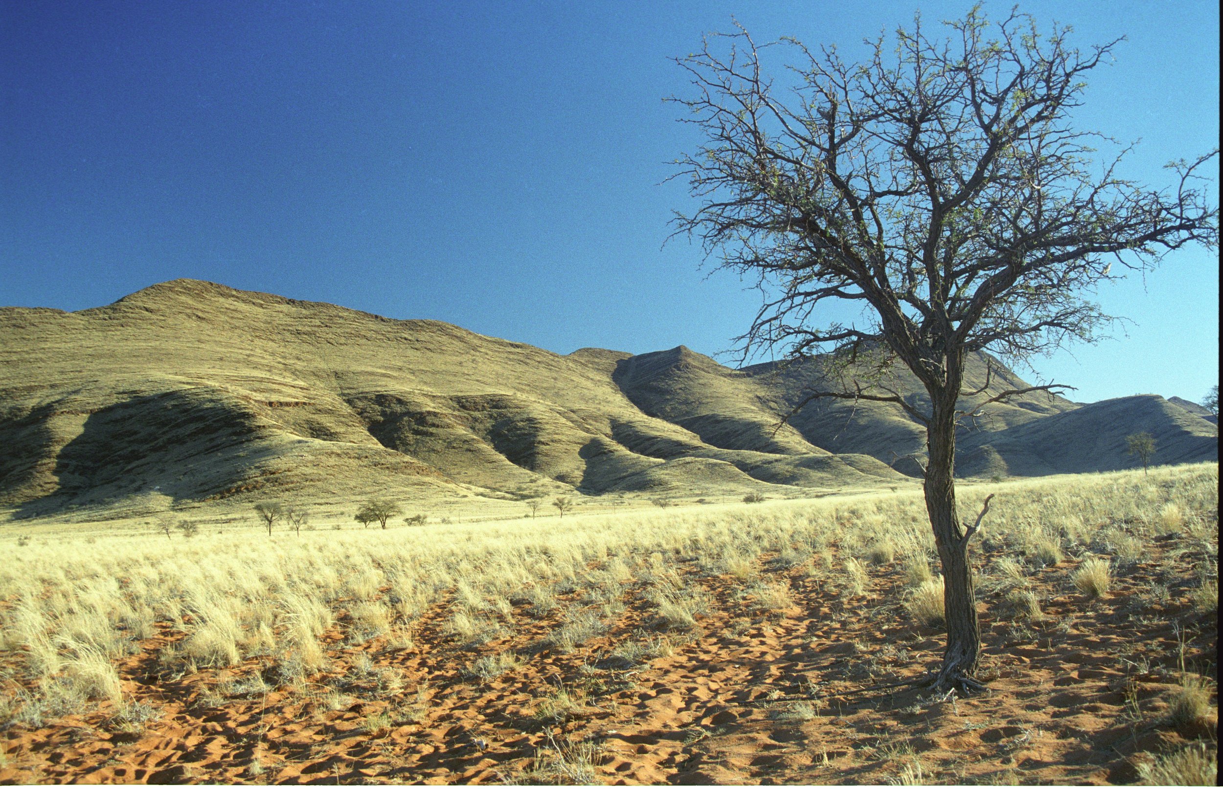 Namibian Tree.jpg