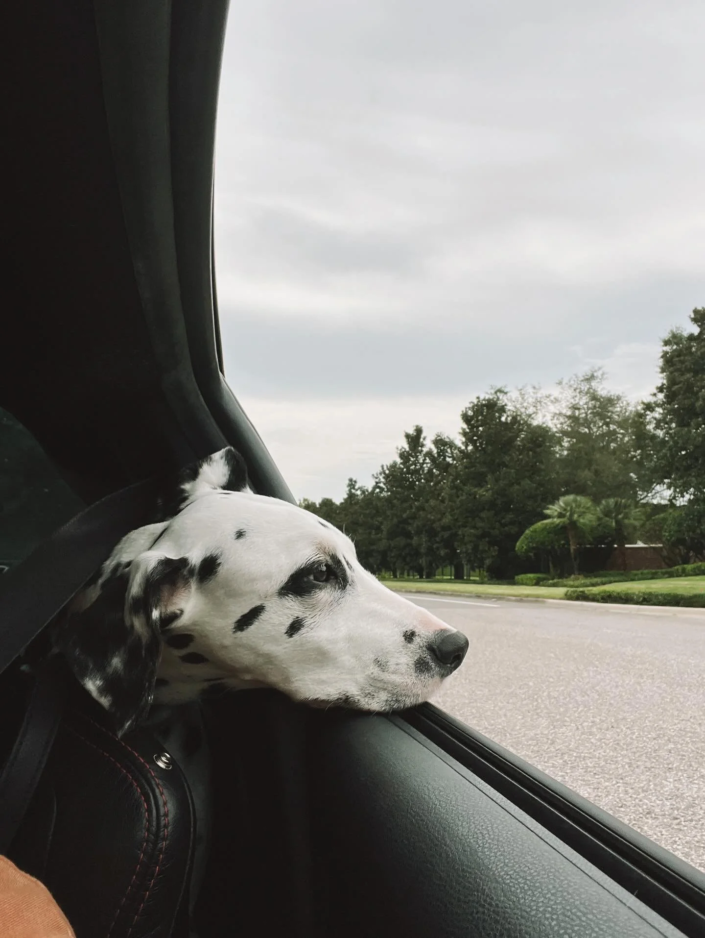 Heaven gained an angel 🐶🪽

And I lost a piece of my heart 💔
What came to me many years ago as a Christmas puppy has now entered eternal peace and happiness with no more pain 💫

This last year has been spent tirelessly caring for him after having 