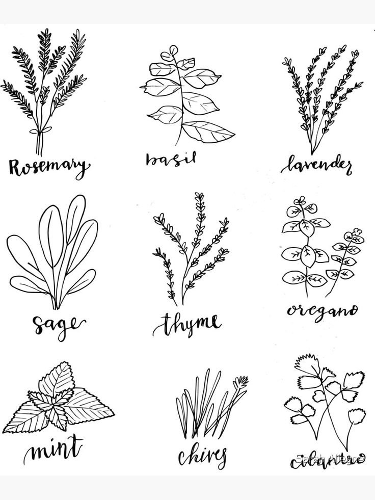 Ink herb doodles Art Print.jpg