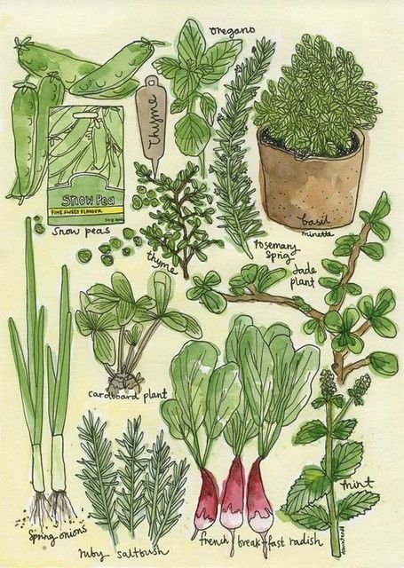 Herbs and greens.jpg