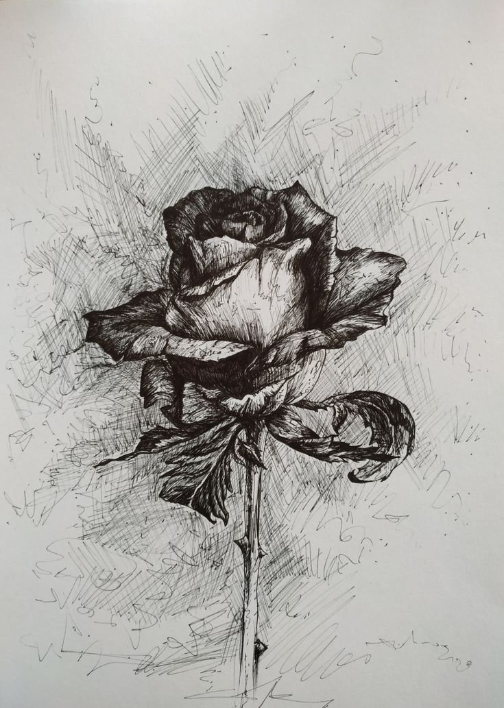 Drawing rose.jpg