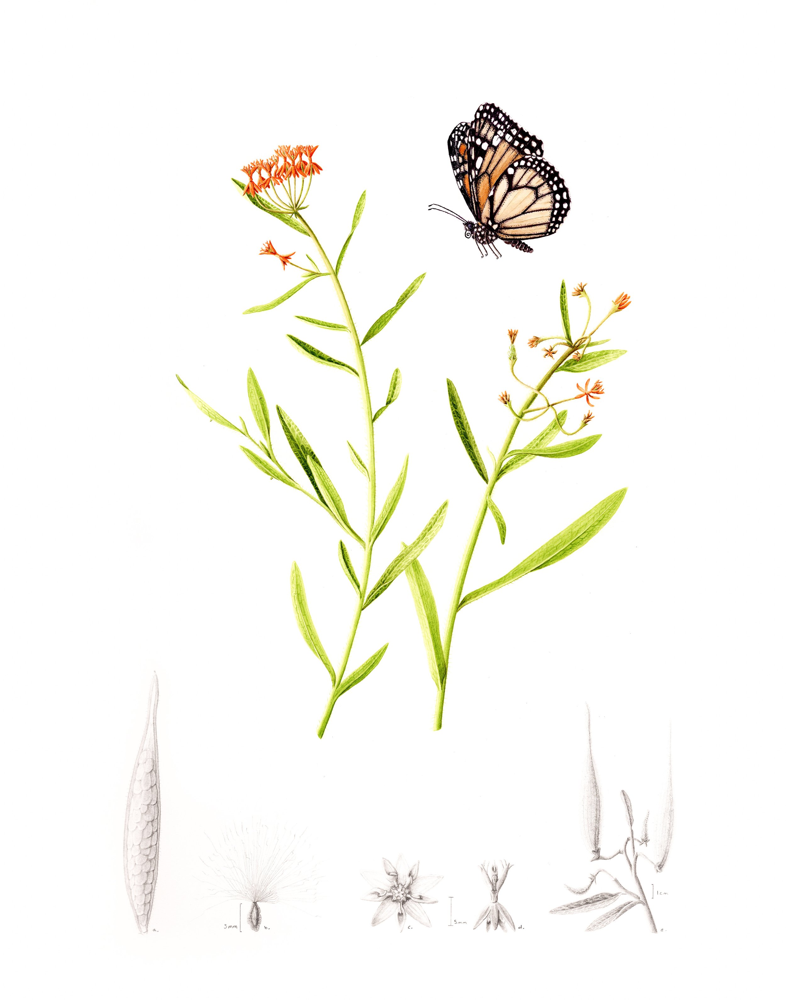 milkweed-3.jpg