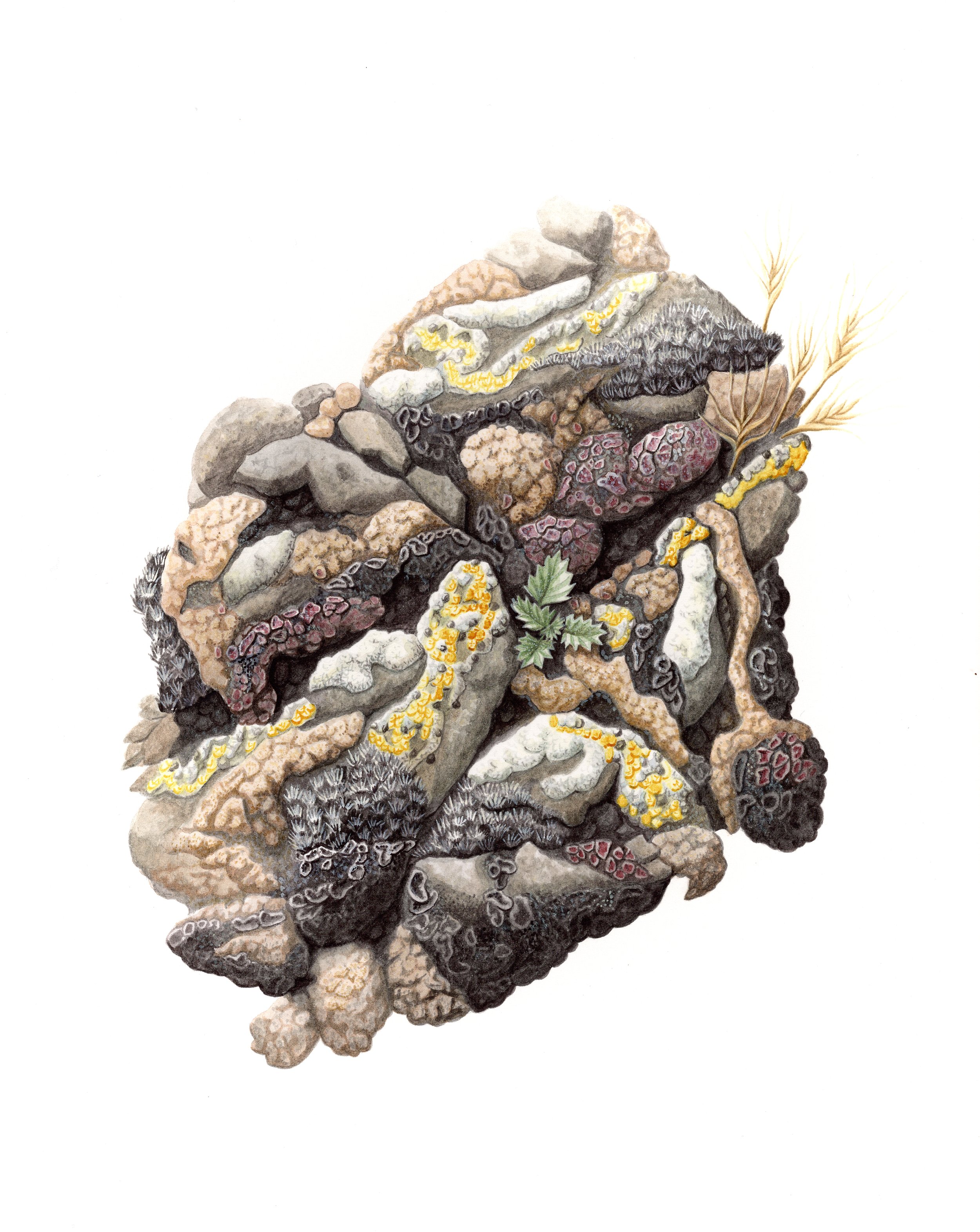Biological Soil Crust