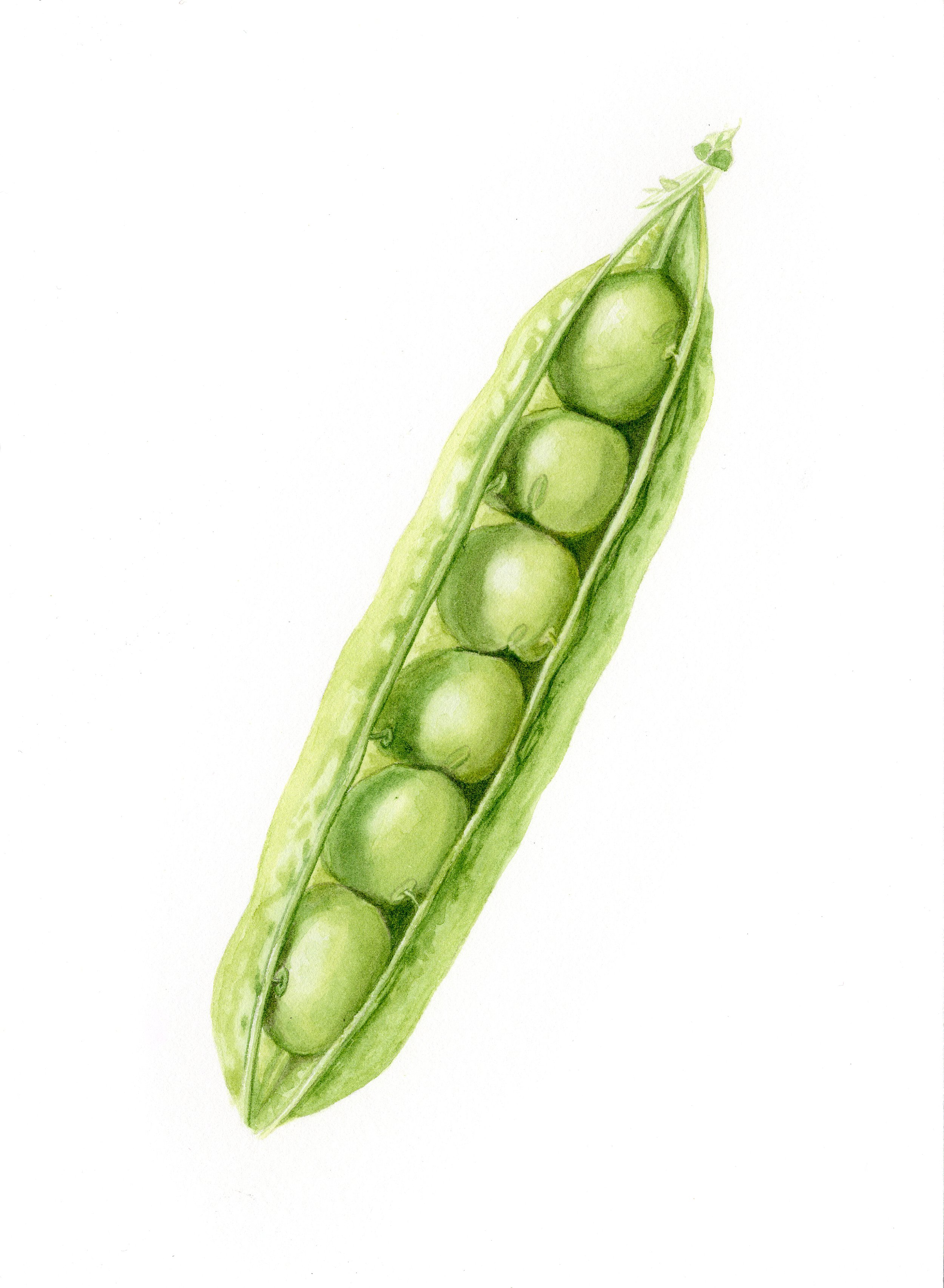 Sugar Snap Peas.jpg