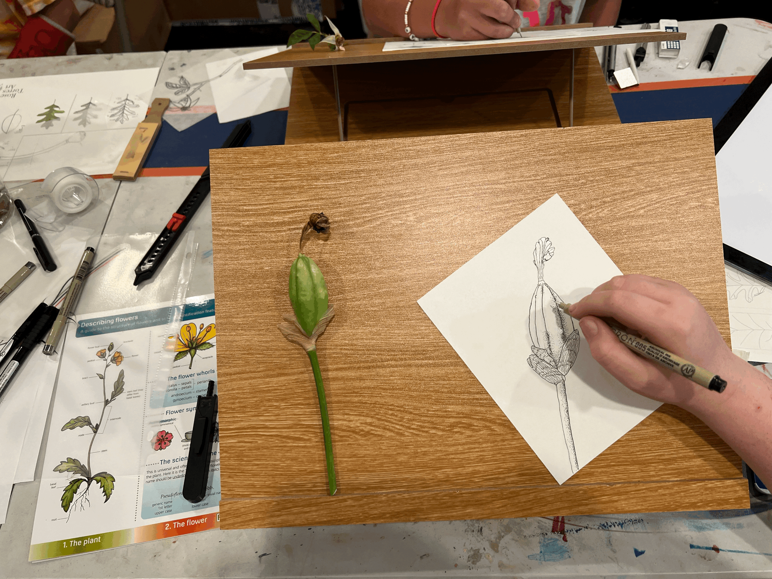 Drawing for Youth Summer Class
