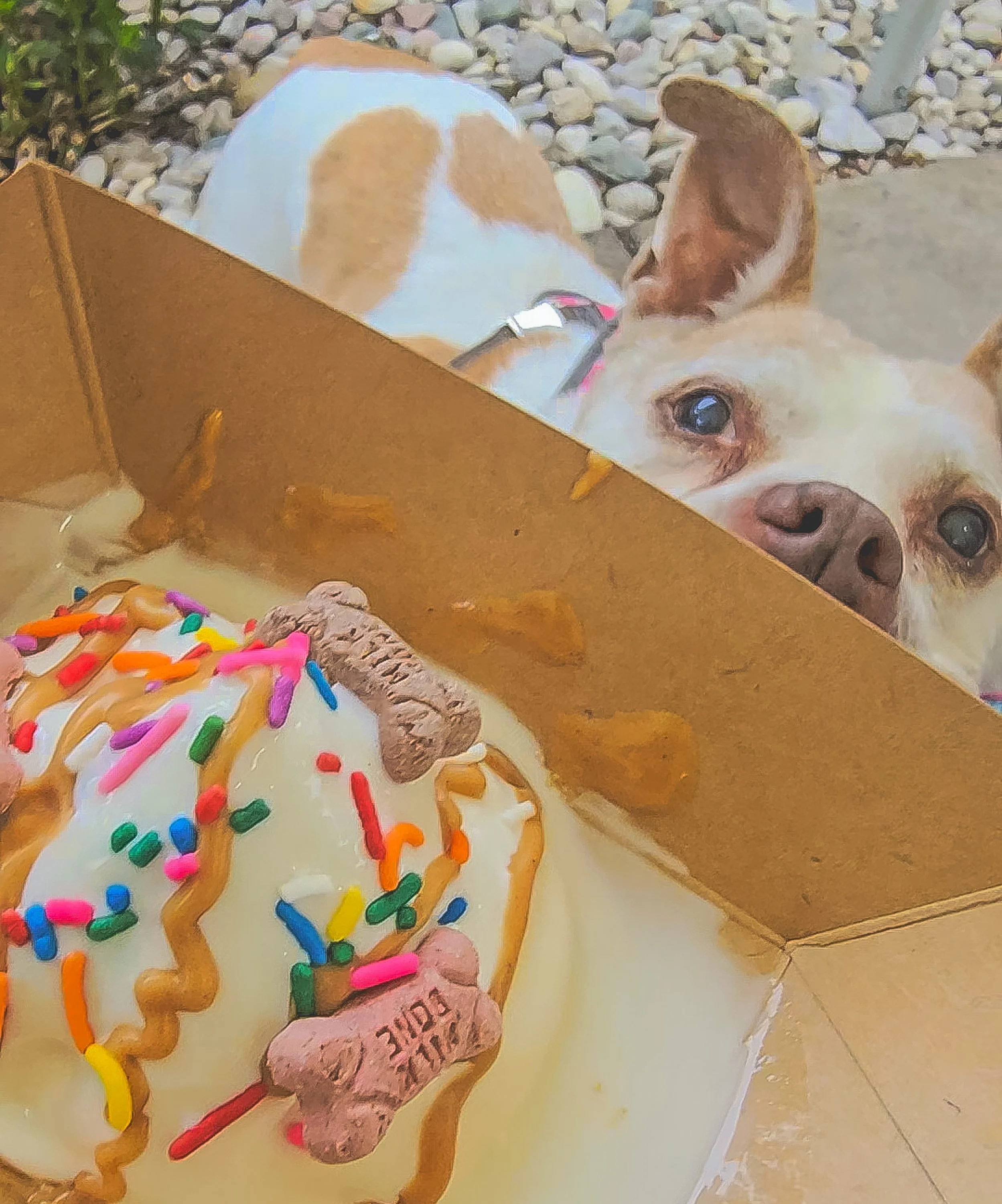 Every birthday wish.