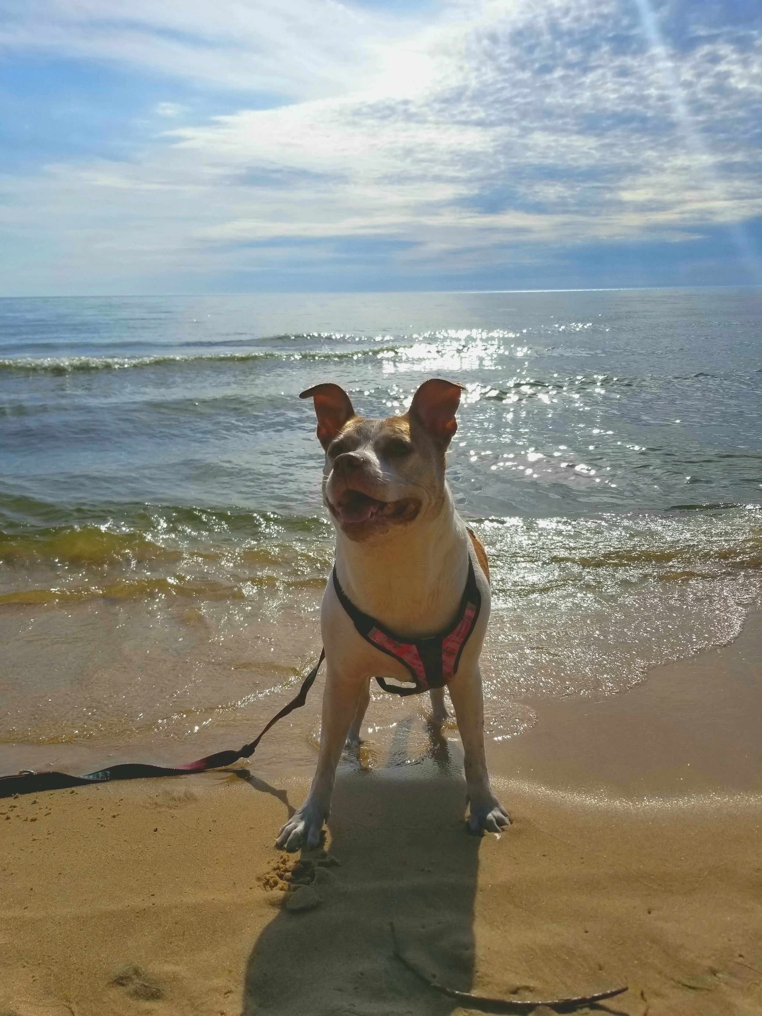 Dog standing on sandy beach near water with sky and clouds in background.