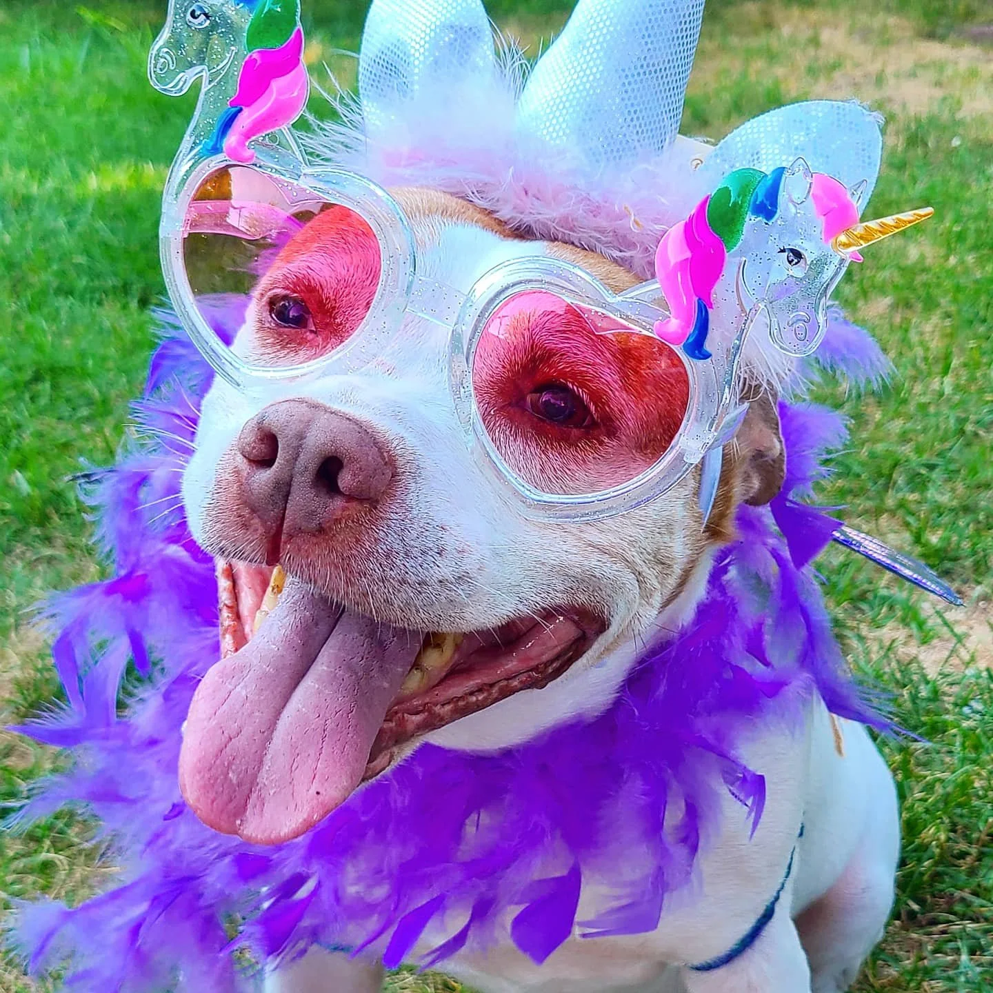 A dog wearing rainbow-colored unicorn glasses, a purple feather boa, and a costume with a unicorn headband, standing on grass.