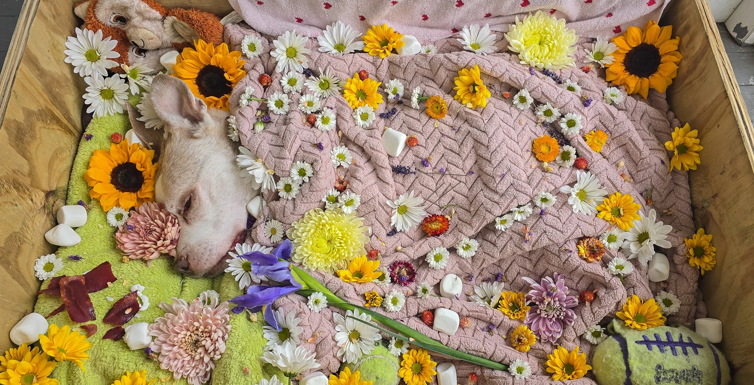 So I laid her down in a bed full of flowers.