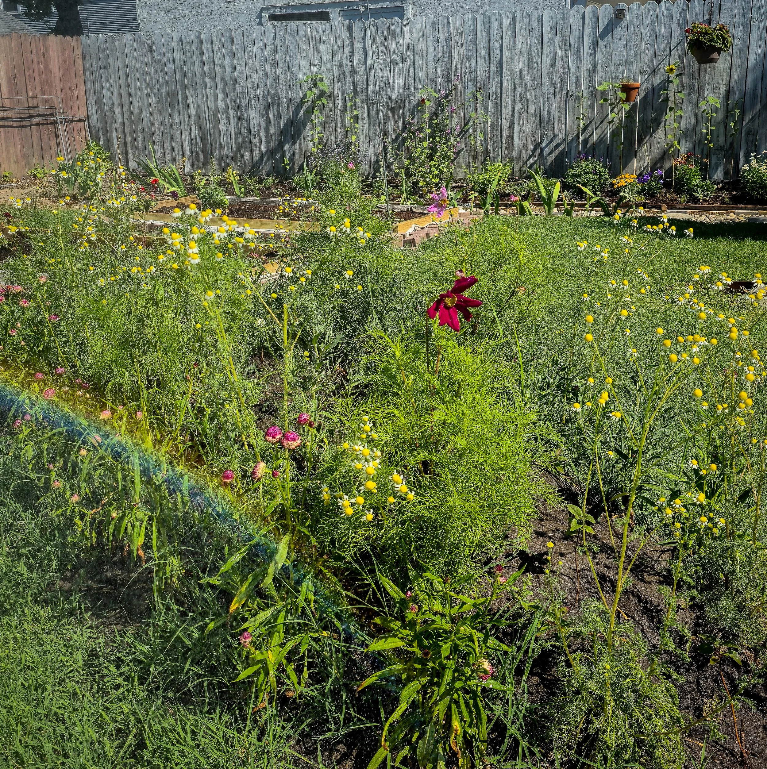 Peace in every rainbow I witnessed in the mist.