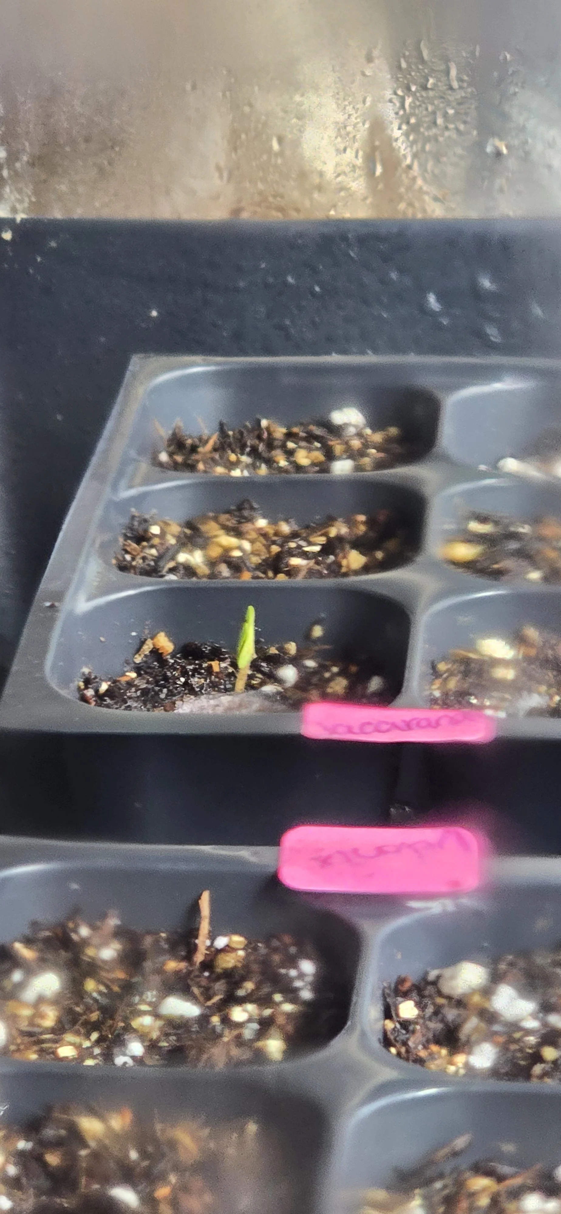 I found hope in every seedling that I planted.