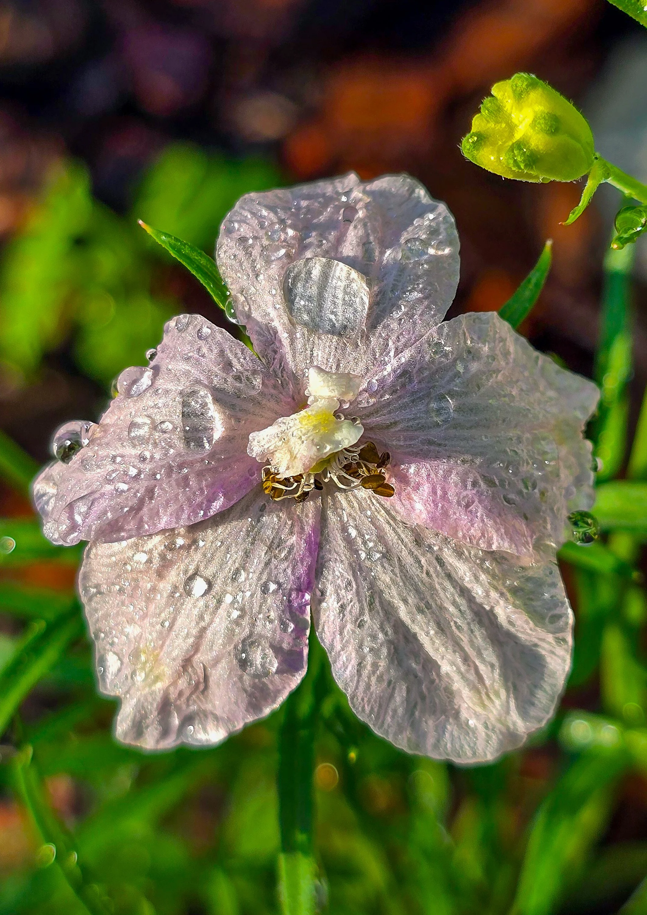 watering,