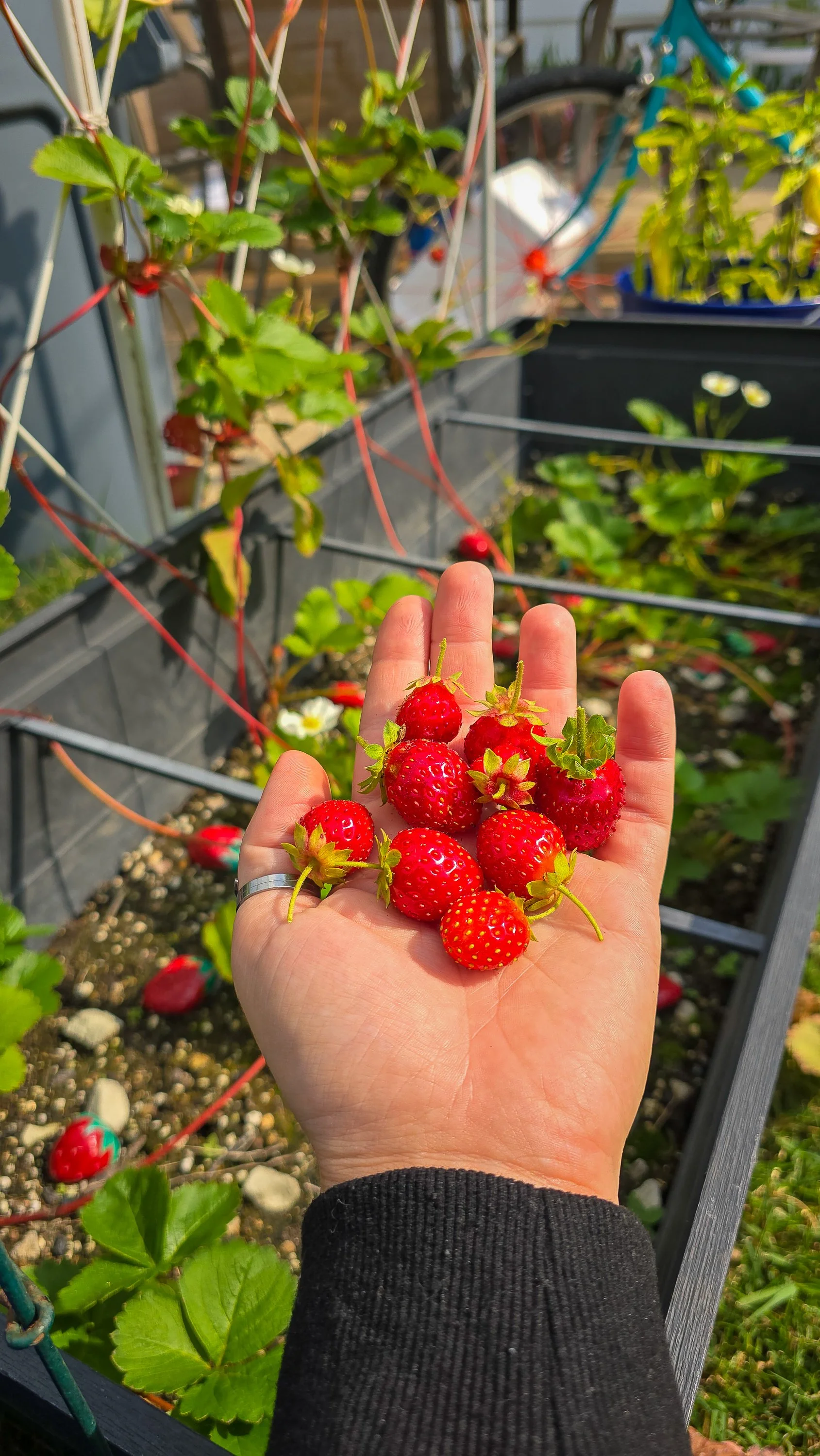 The garden became my rehabilitation.
