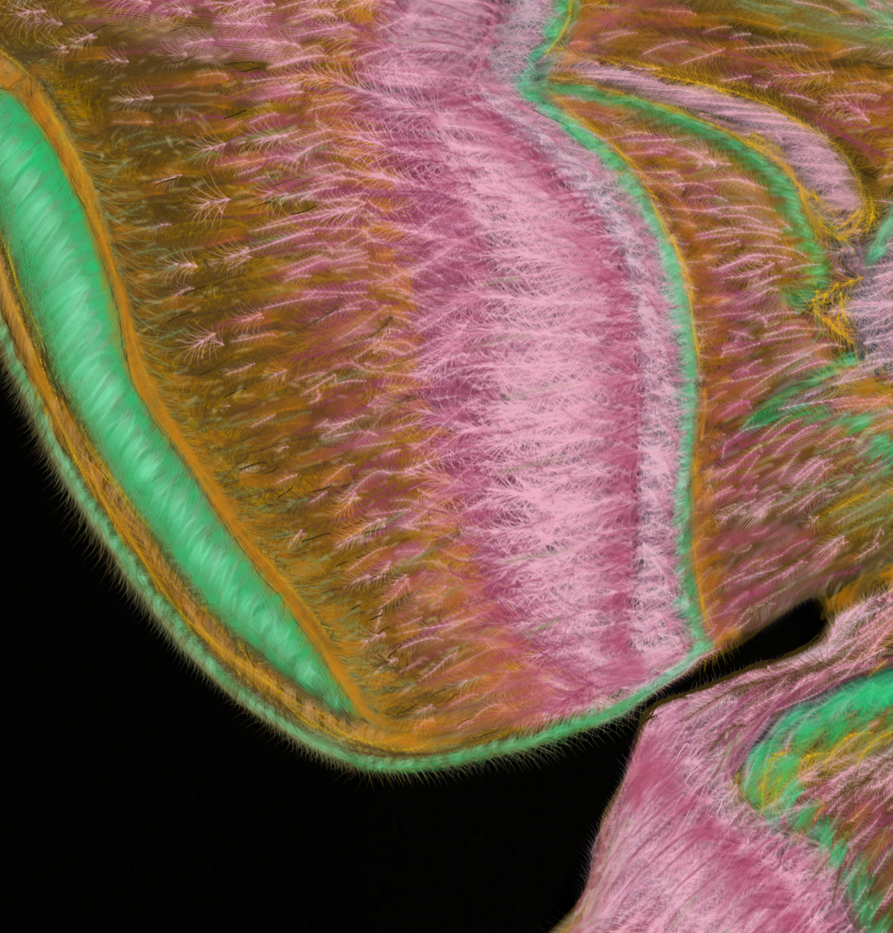 Delicate.Details.4.PNG