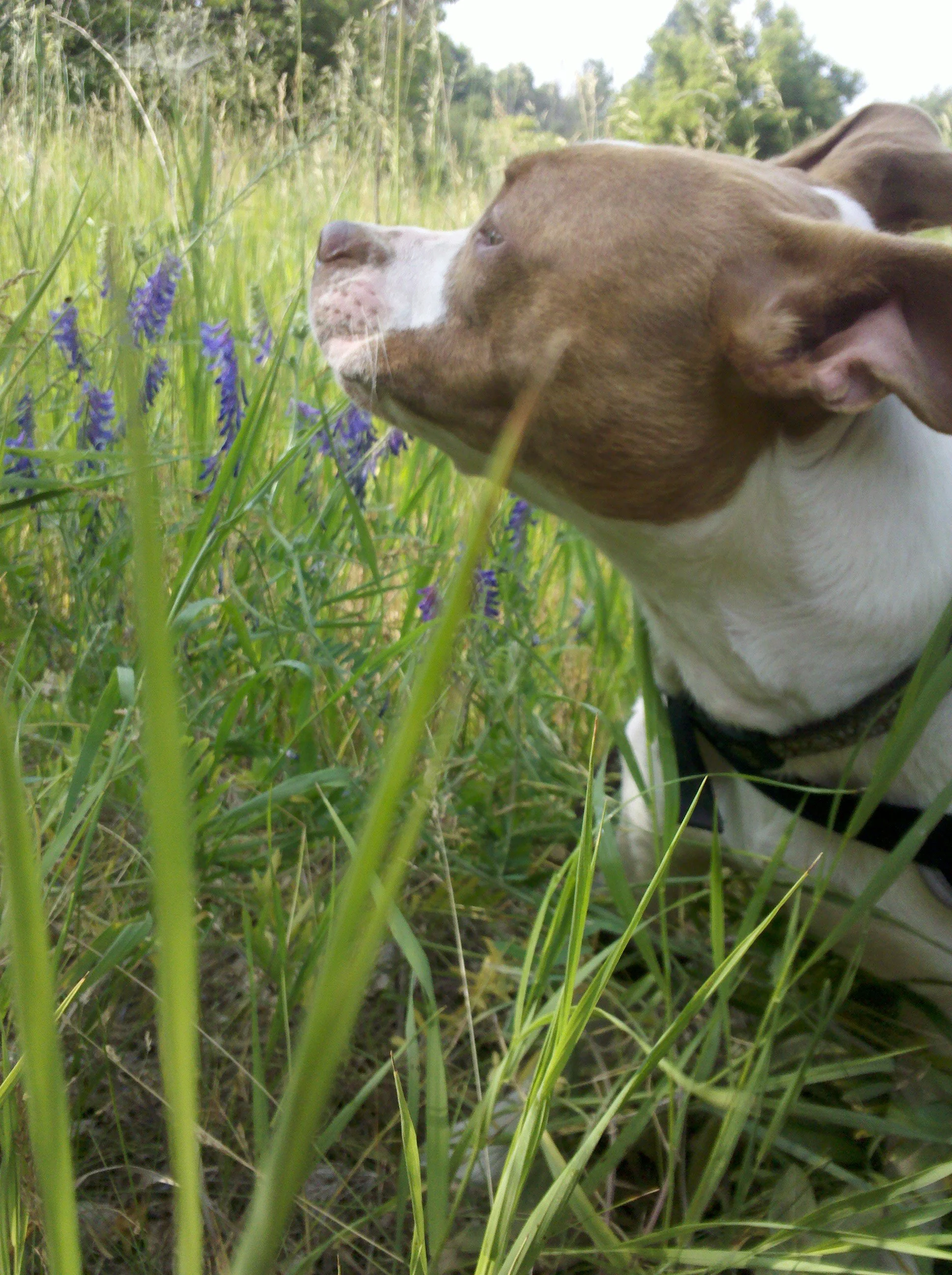 She always stopped to smell the lavender.