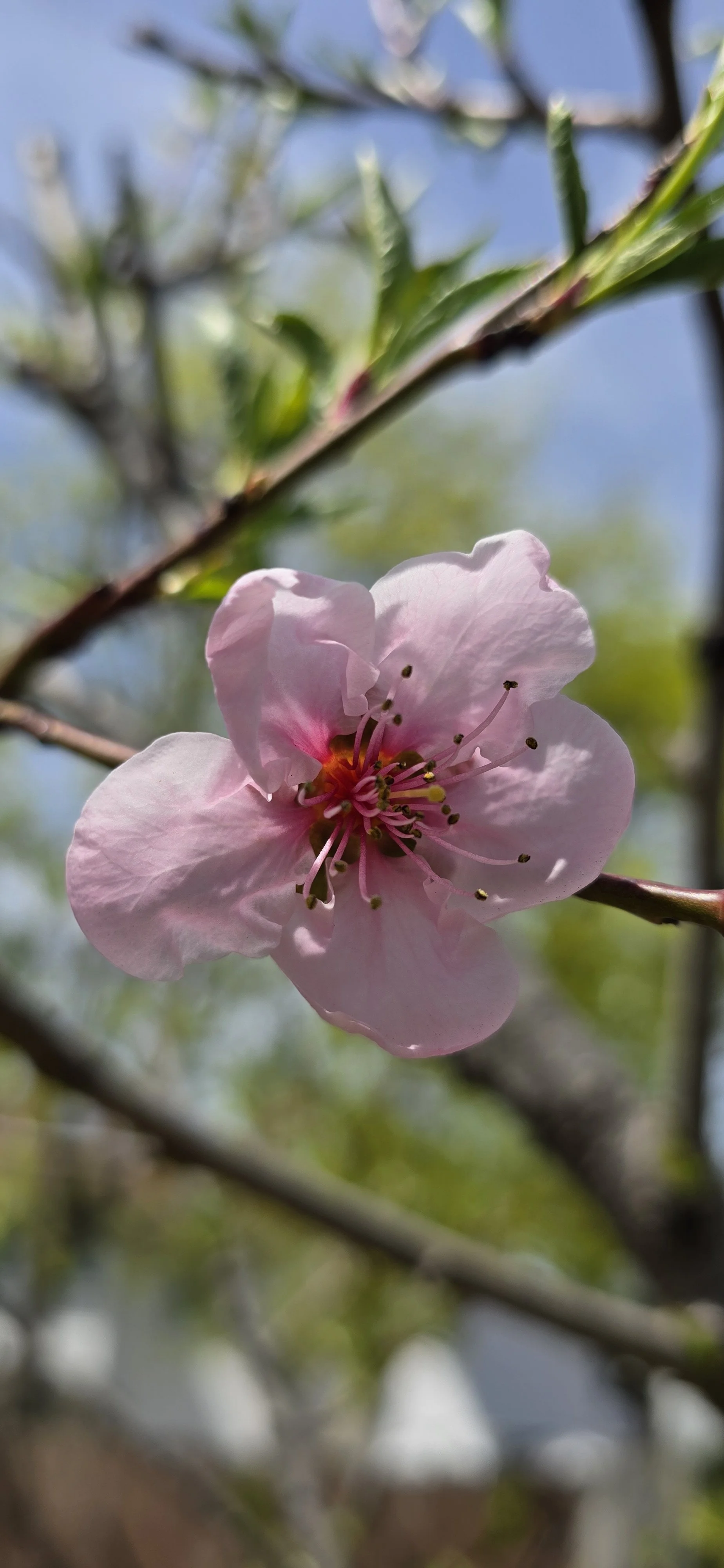 My breath among the flowers and leaves, swaying in the breeze.