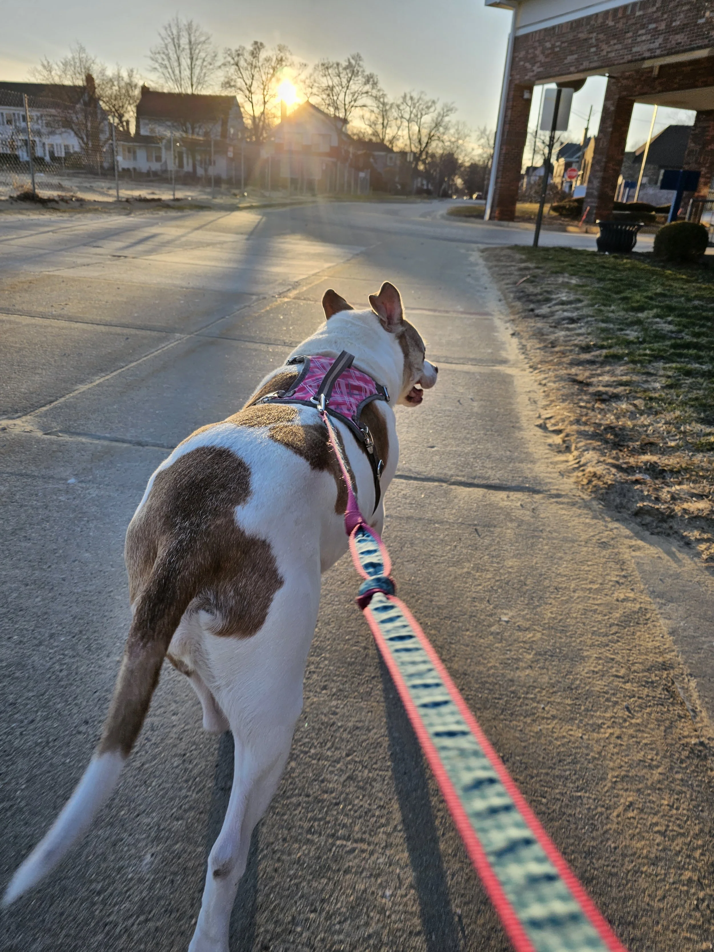 Every walk became an adventure.