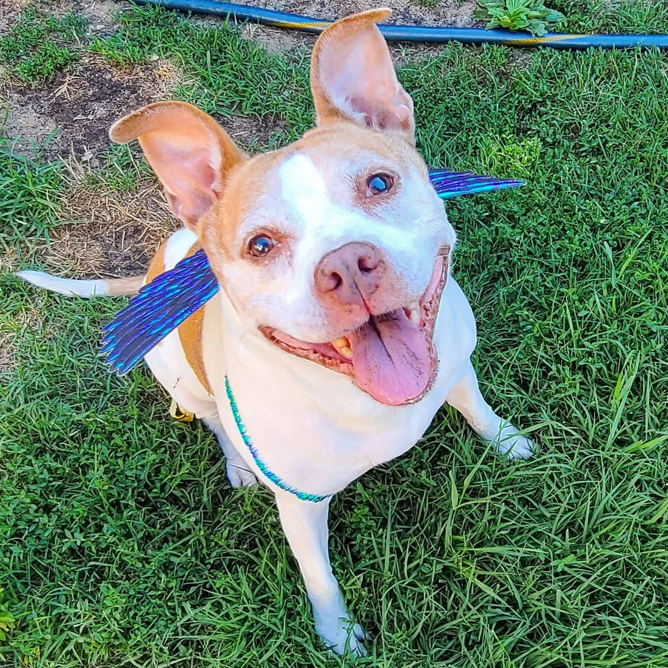 A happy dog with a white face and tan markings, wearing a harness with angel wings on it, sitting on grass and smiling up at the camera.