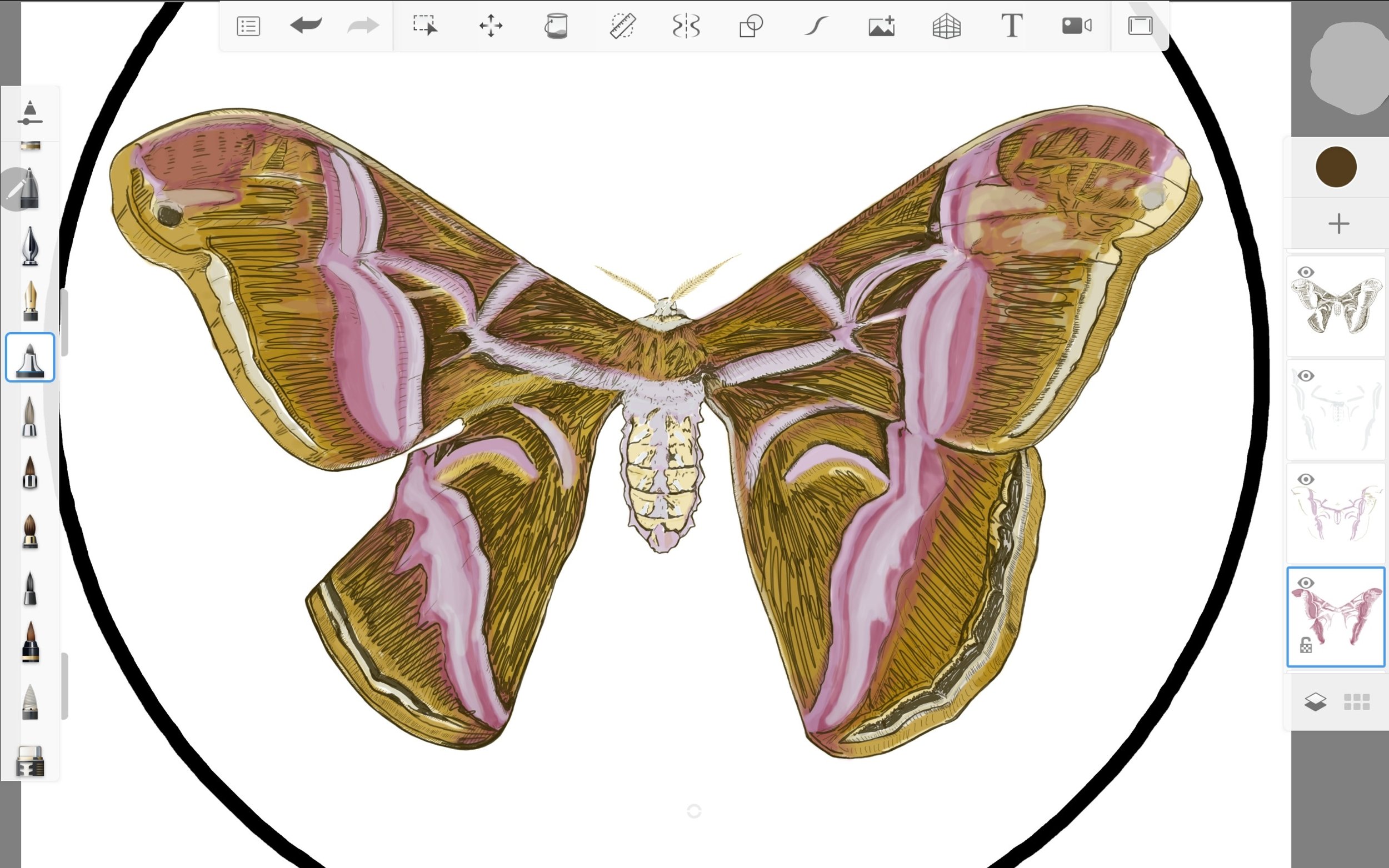 Screenshot_20220814-154250_Sketchbook.jpg