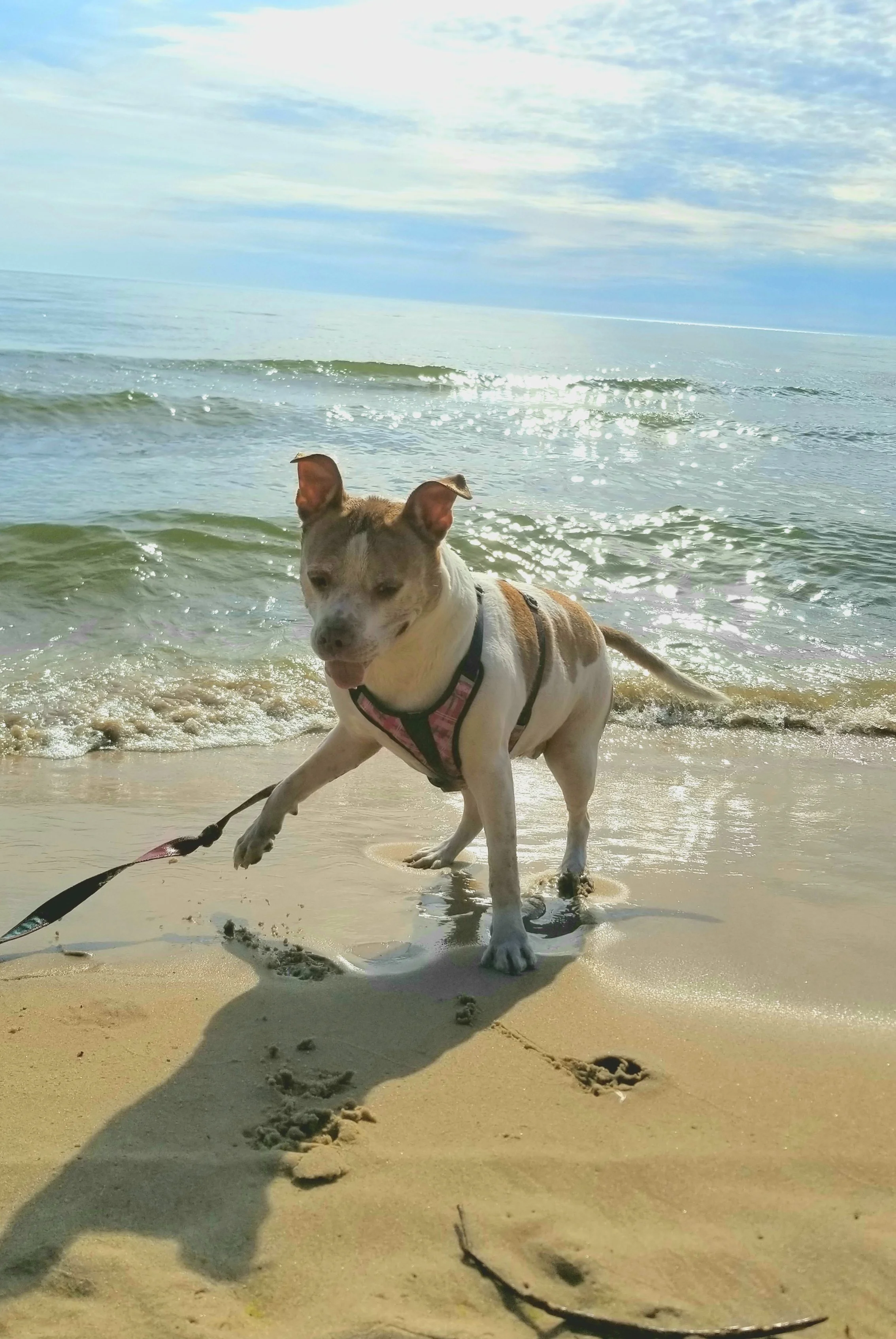 I'll never forget the way her ears bounced as she pranced.