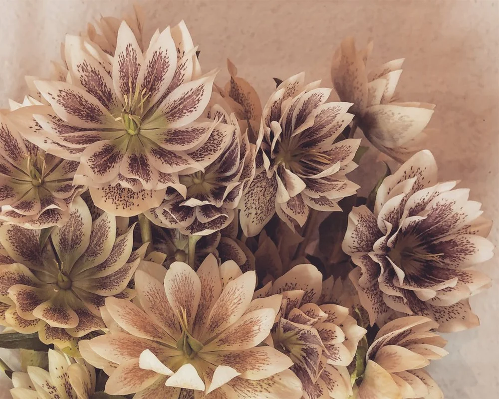 New York Flower Group