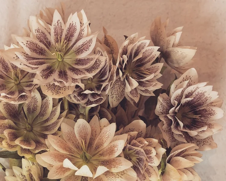 New York Flower Group